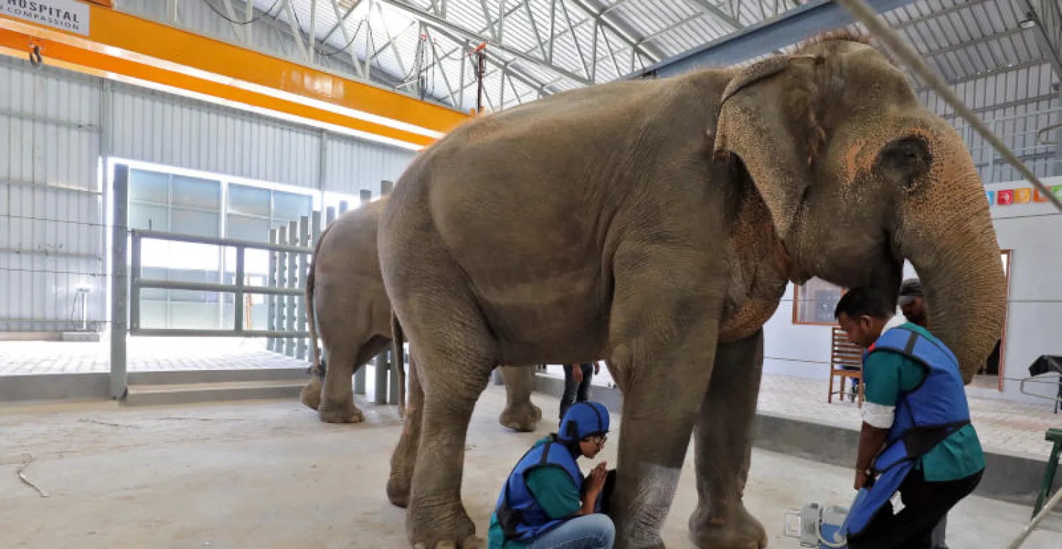 مستشفى «الحياة البرية إس أو إس» لرعاية الأفيال في الهند (رويتزر)
