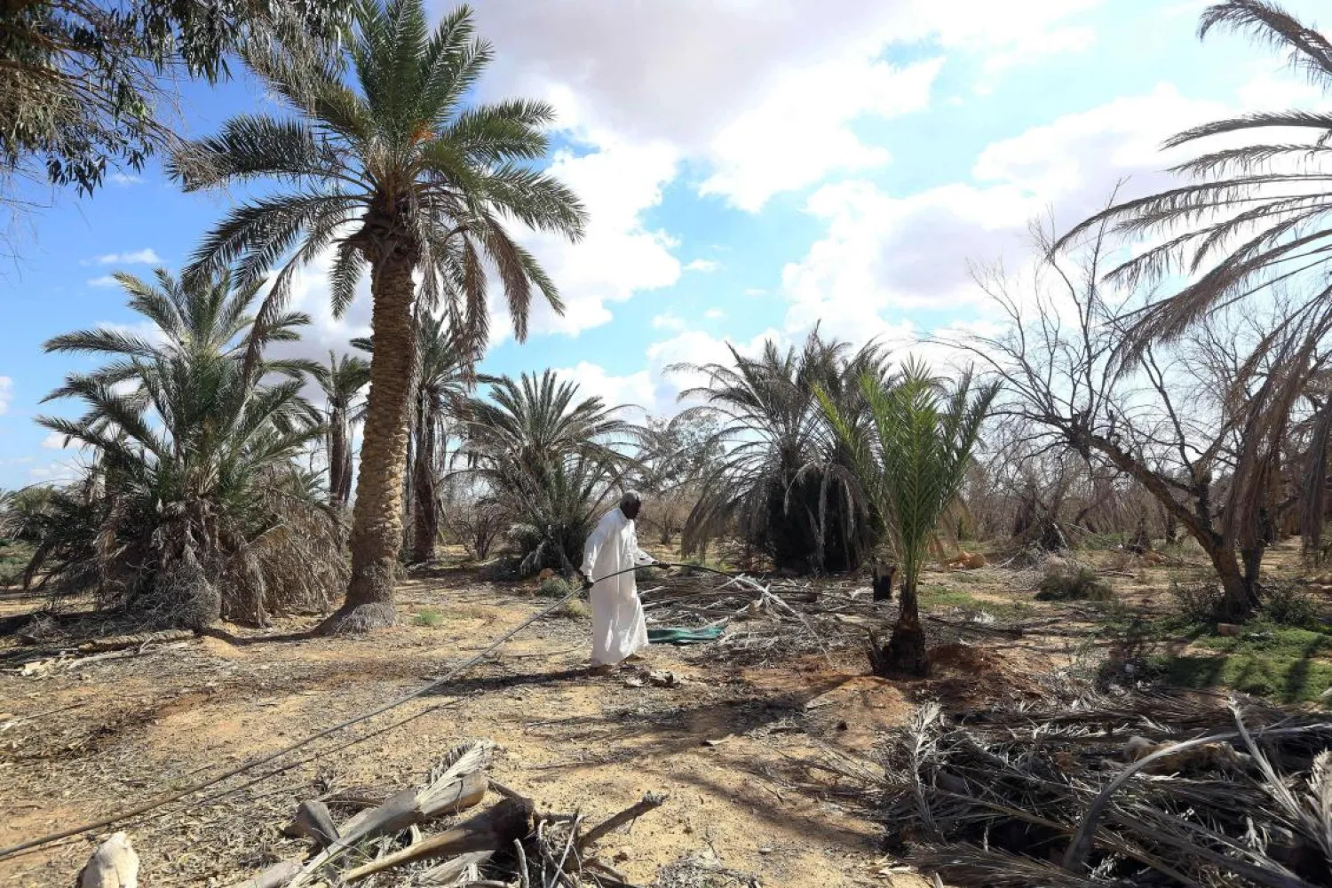 Libyan farmer Mahmoud Abou al-Habel waters surviving palm trees after he returned to his damaged farm in Tawergha, seven years after fleeing | AFP