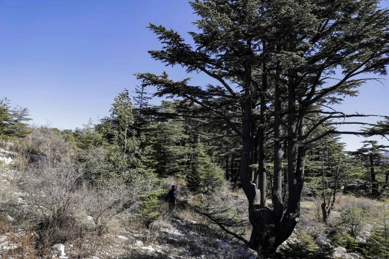 Nabil Nemer, a Lebanese entomologist and ecologist, walks through the Cedars Reserve Forest of Tannourine in the Lebanon mountains. (AFP)