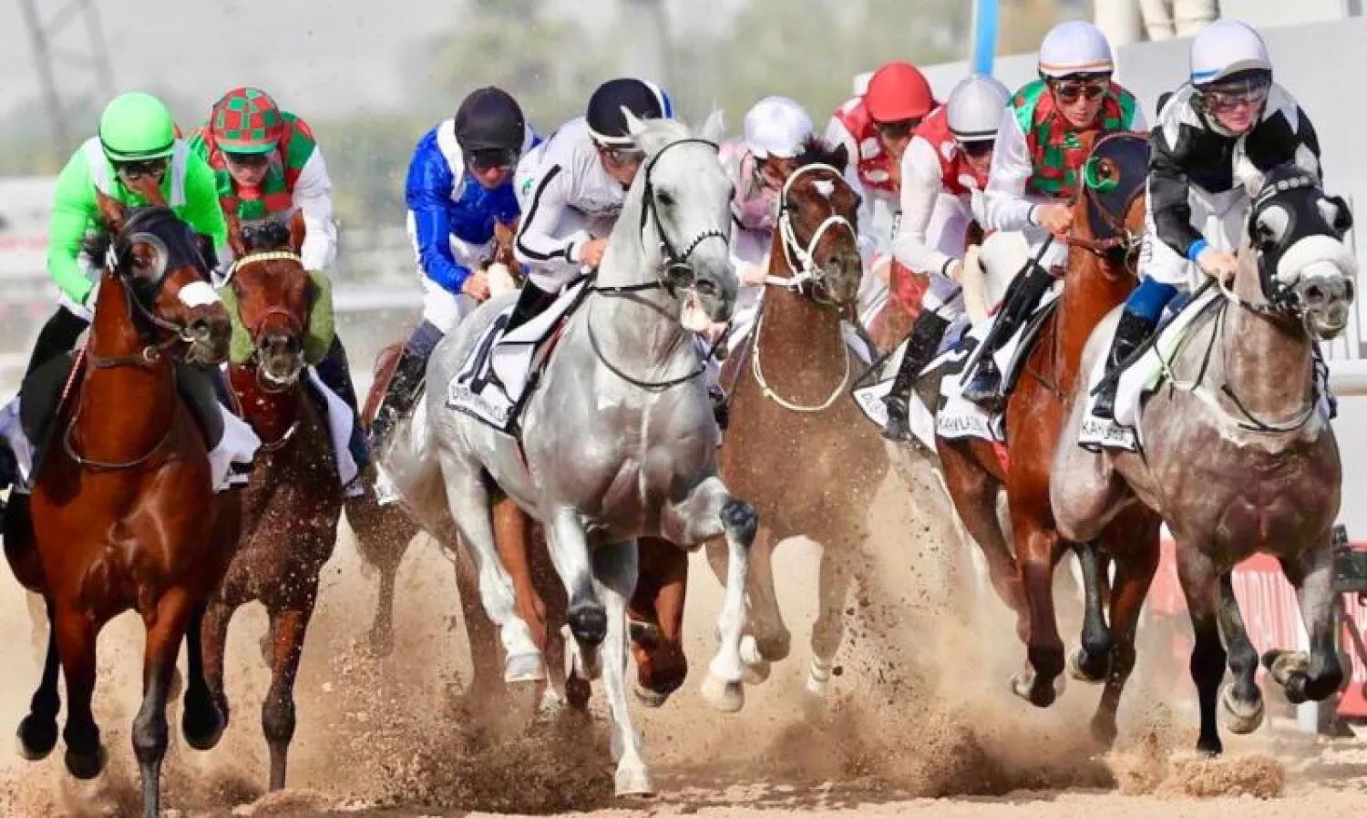 سباقات الخيل العربية تحظى بمتابعة كبيرة من عشاق الفروسية في السعودية «الشرق الأوسط»