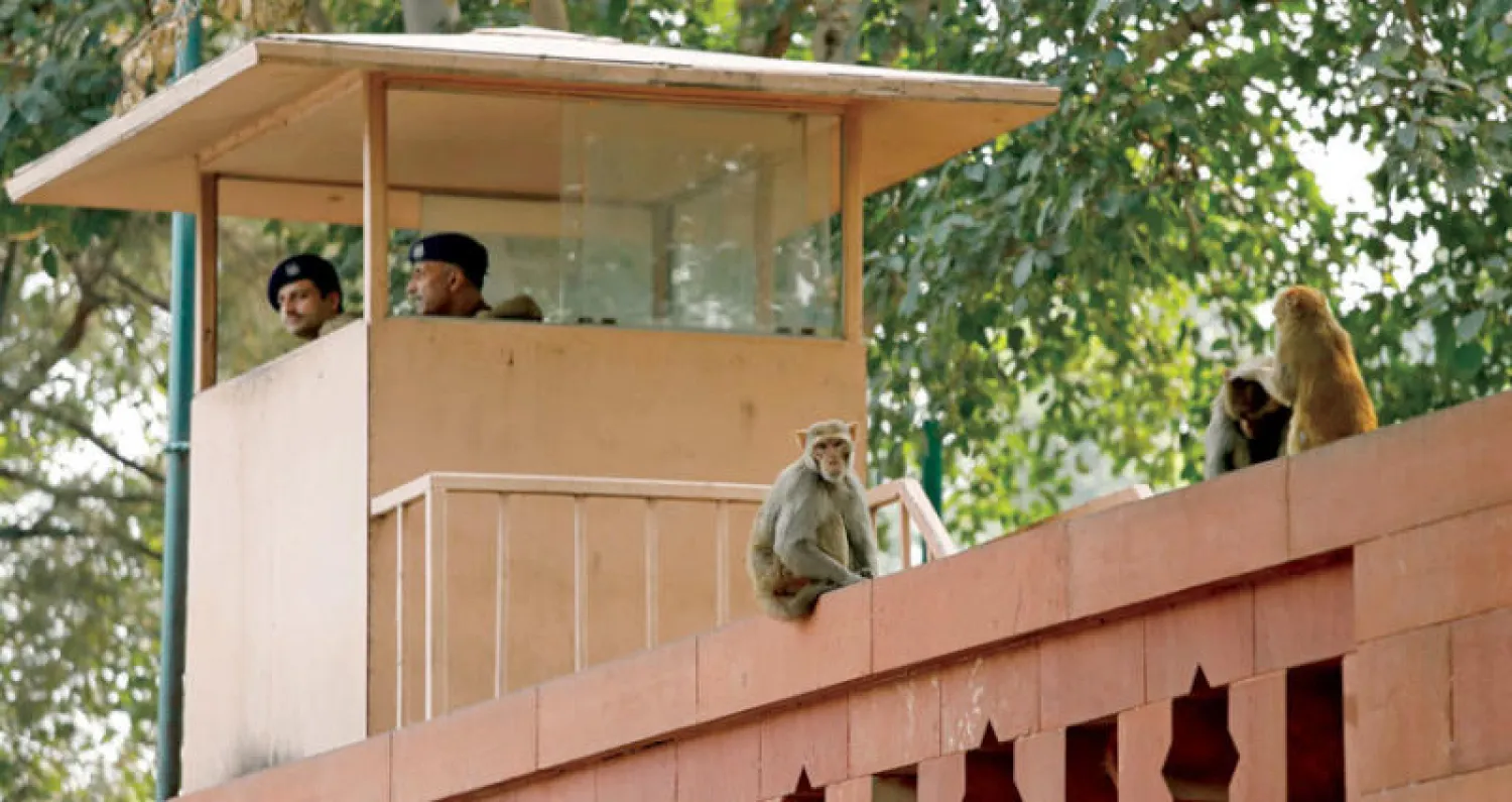 قردة تجلس على جدران مبنى البرلمان الهندي في نيودلهي (رويترز)