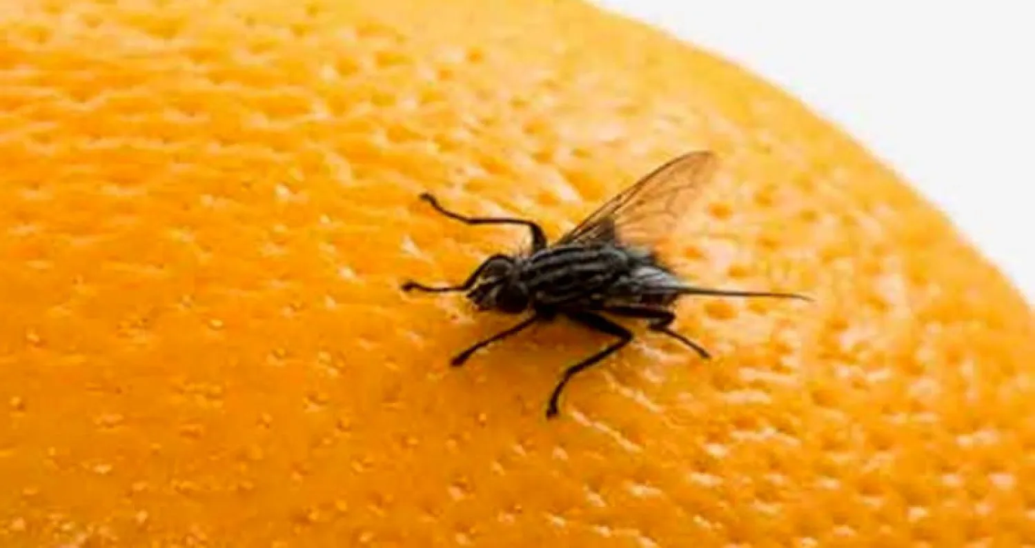 باحثون بريطانيون يرشحون «ذبابة الفاكهة» لاختبار علاج لأعراض «التوحد»