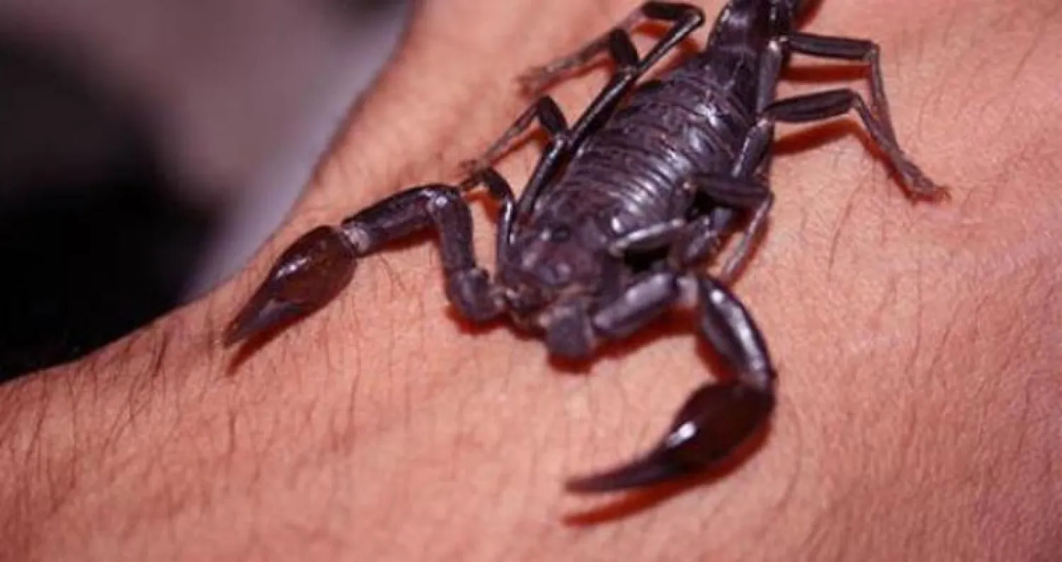 الكوبيون يستخدمون سمّ العقرب علاجاً لآلام الروماتيزم