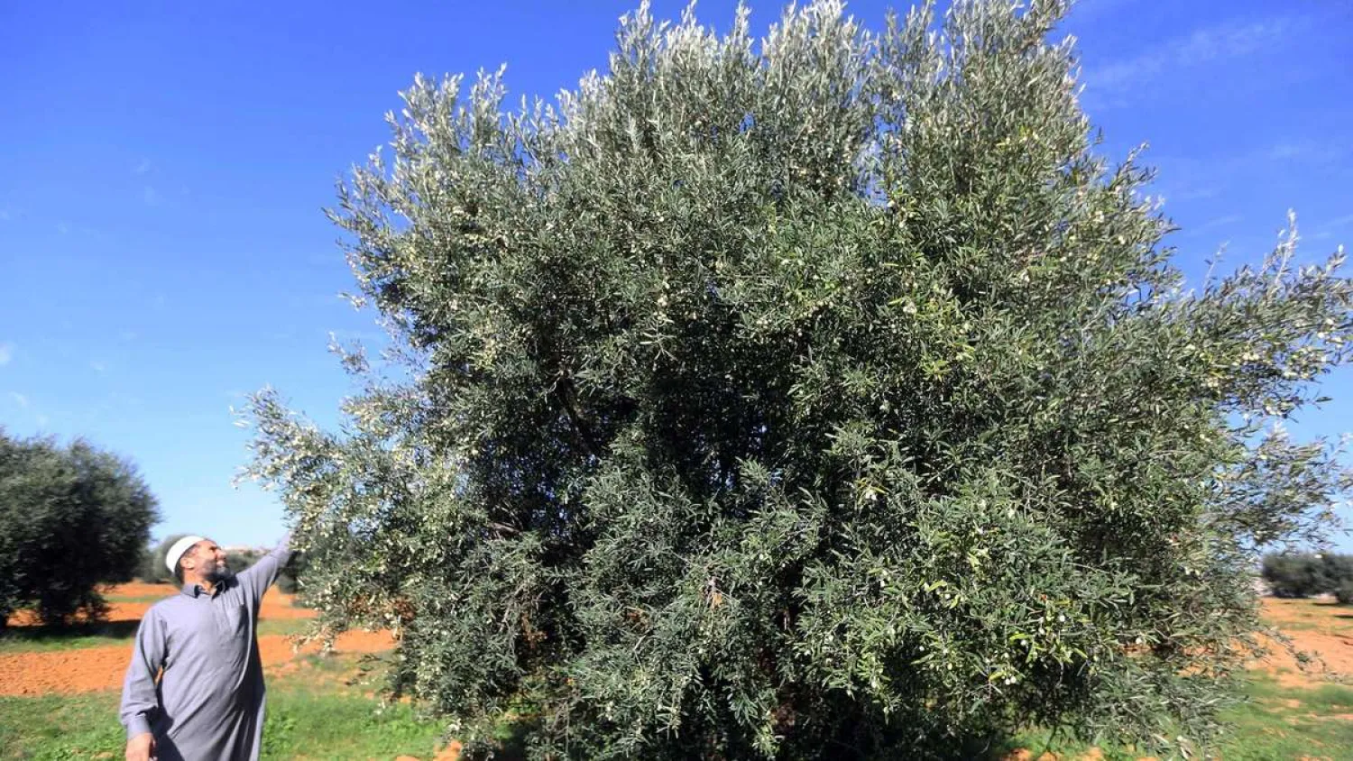 A Libyan man checks an olives tree in the Libyan town of Tarhuna (80 kms) south of Tripoli, on November 11, 2018. (AFP)