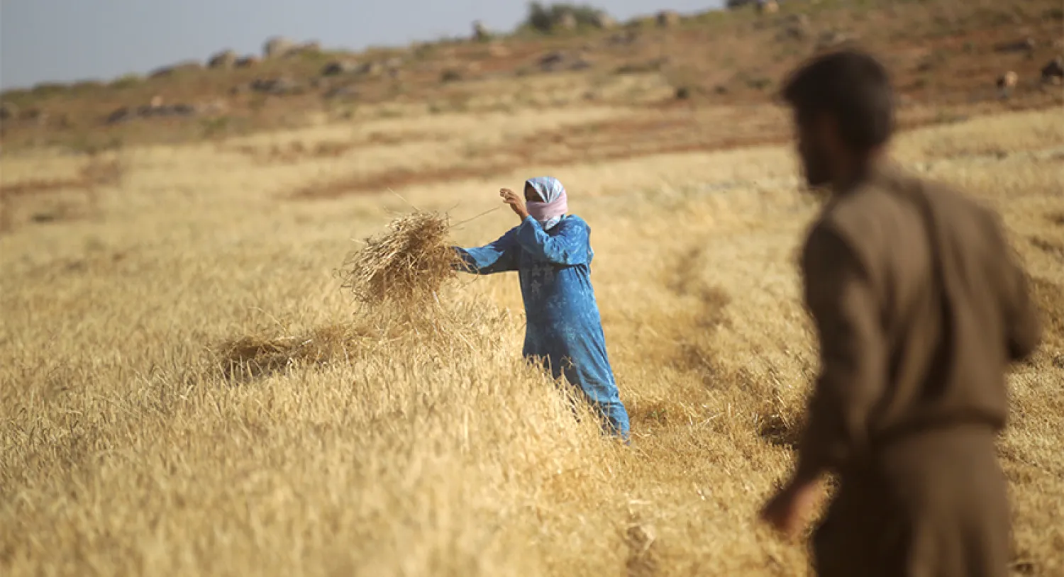  Syrian farmers work in a wheat field in Maarshamsha in the Idlib countryside, May 31, 2015.


