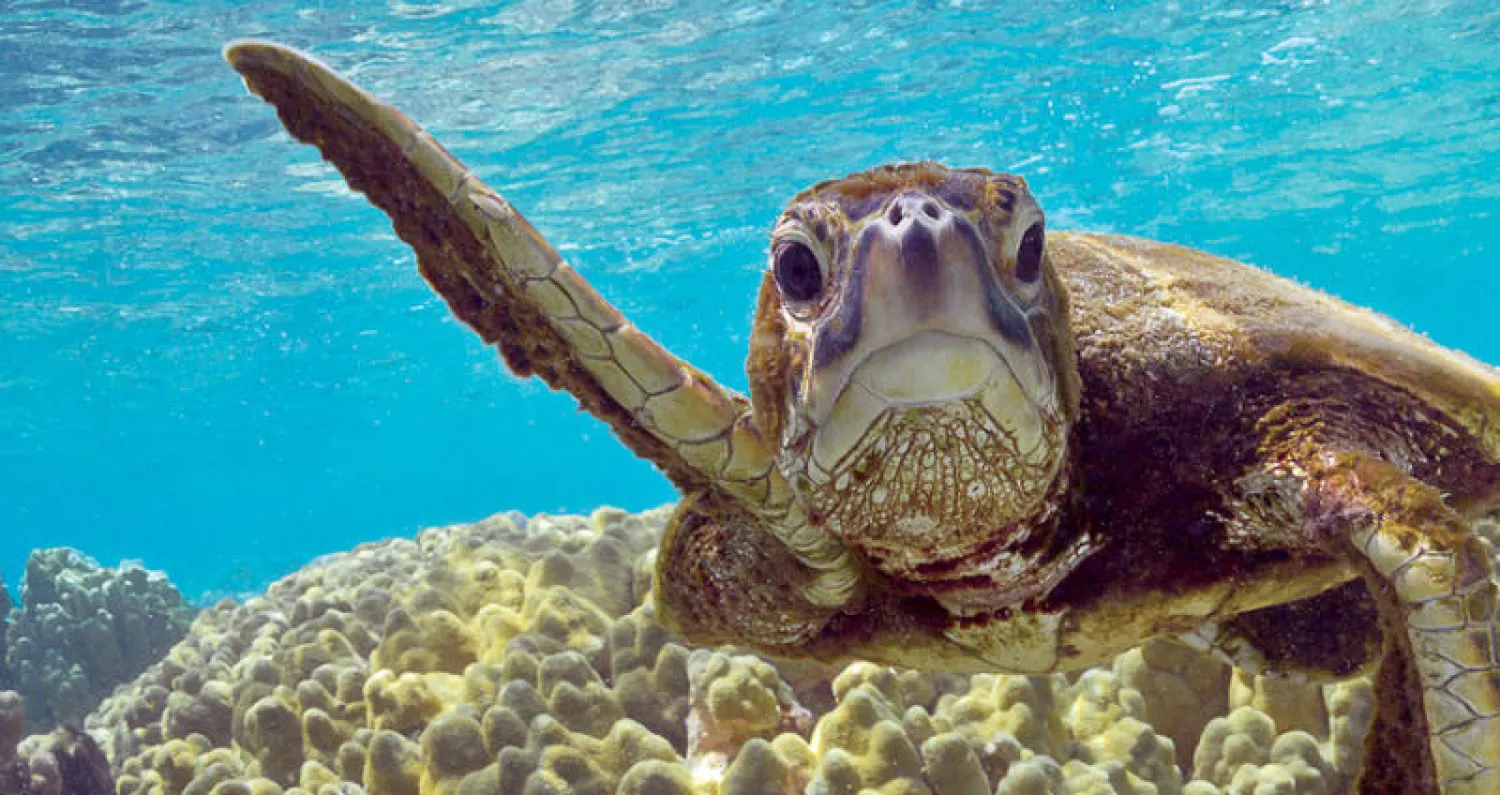 ارتفاع أعداد إناث السلاحف البحرية