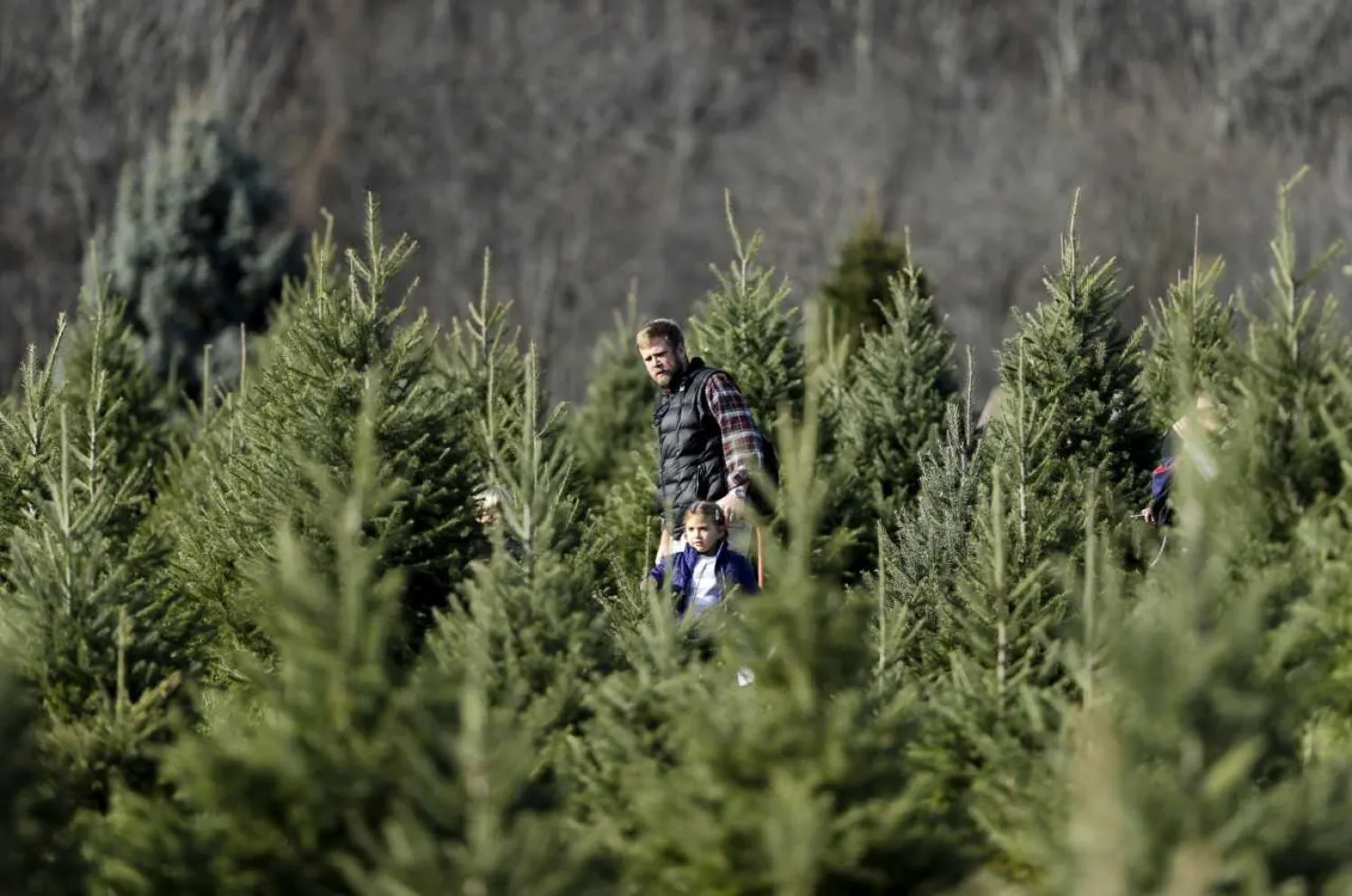 A family searches for the perfect Christmas tree at the Snickers Gap Christmas Tree Farm in Round Hill, Virginia, Dec. 6, 2015. Photo: Reuters