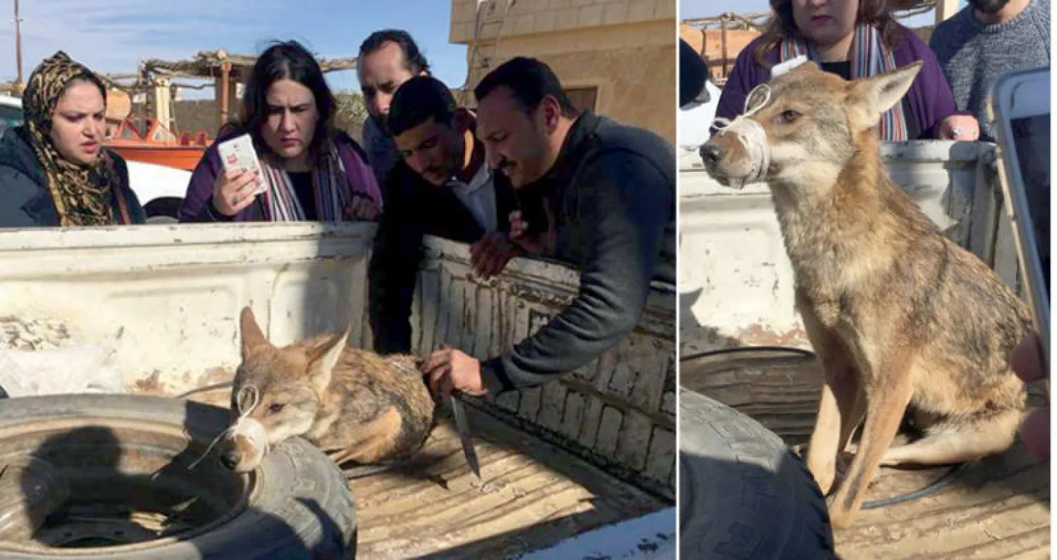 الذئب الذي أُنقذ في الفيوم