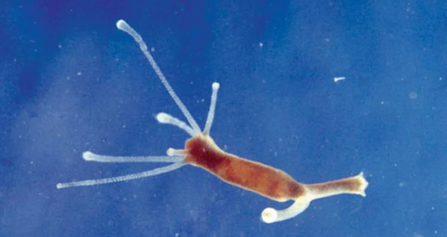 الهيدرا (غيتي)