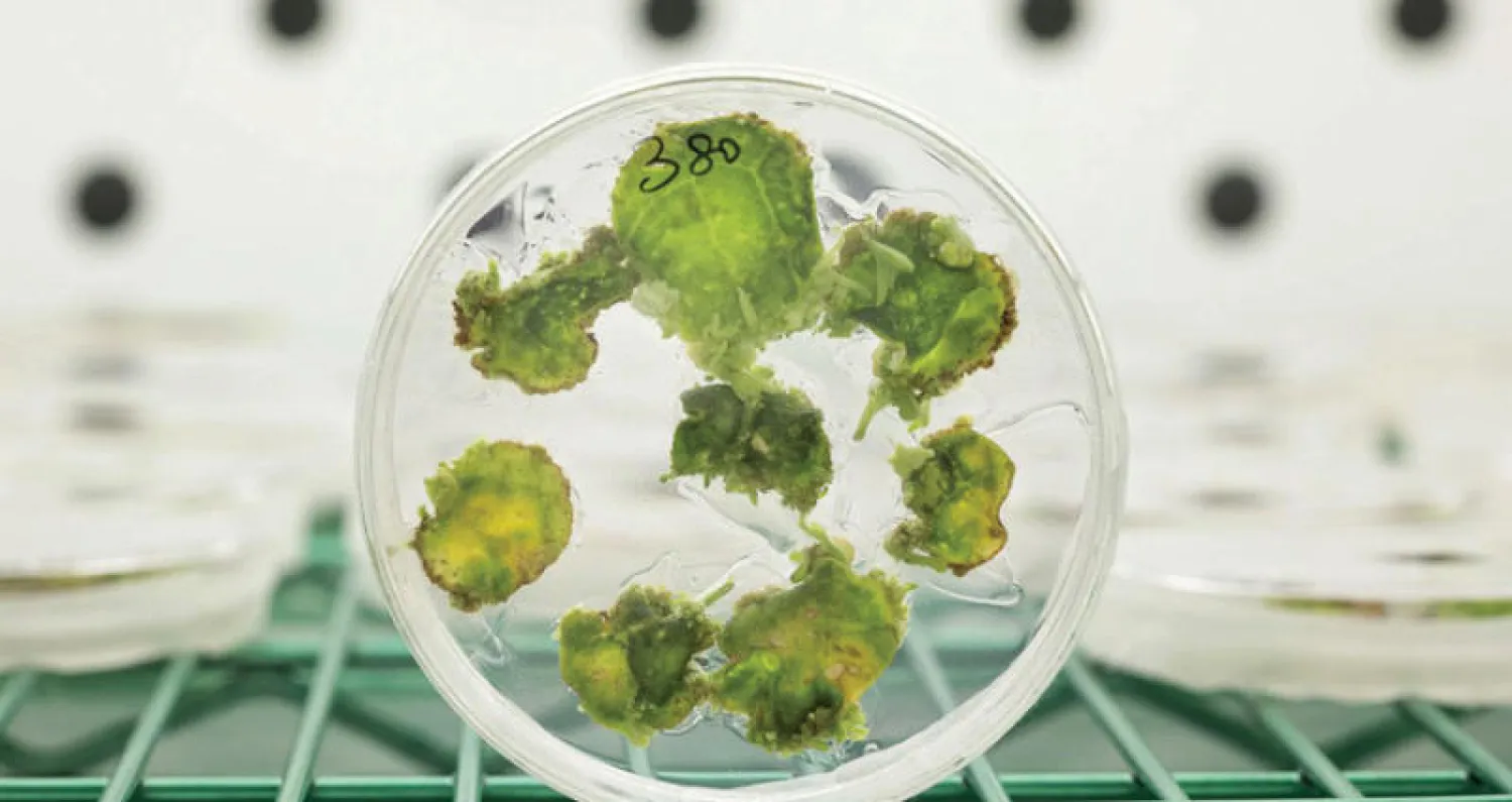 الجوع المعتدل مفيد للصحة ويقلل من مخاطر الأمراض