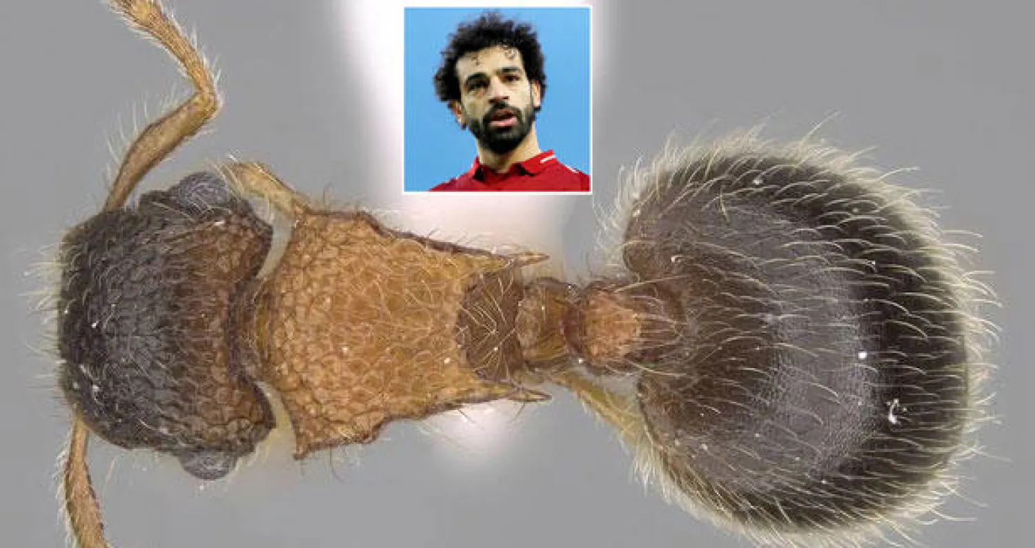 النملة «ميرانوبولوس موصلاح» (موقع «ليفربول إيكو») اللاعب المصري محمد صلاح - أرشيف (رويترز)