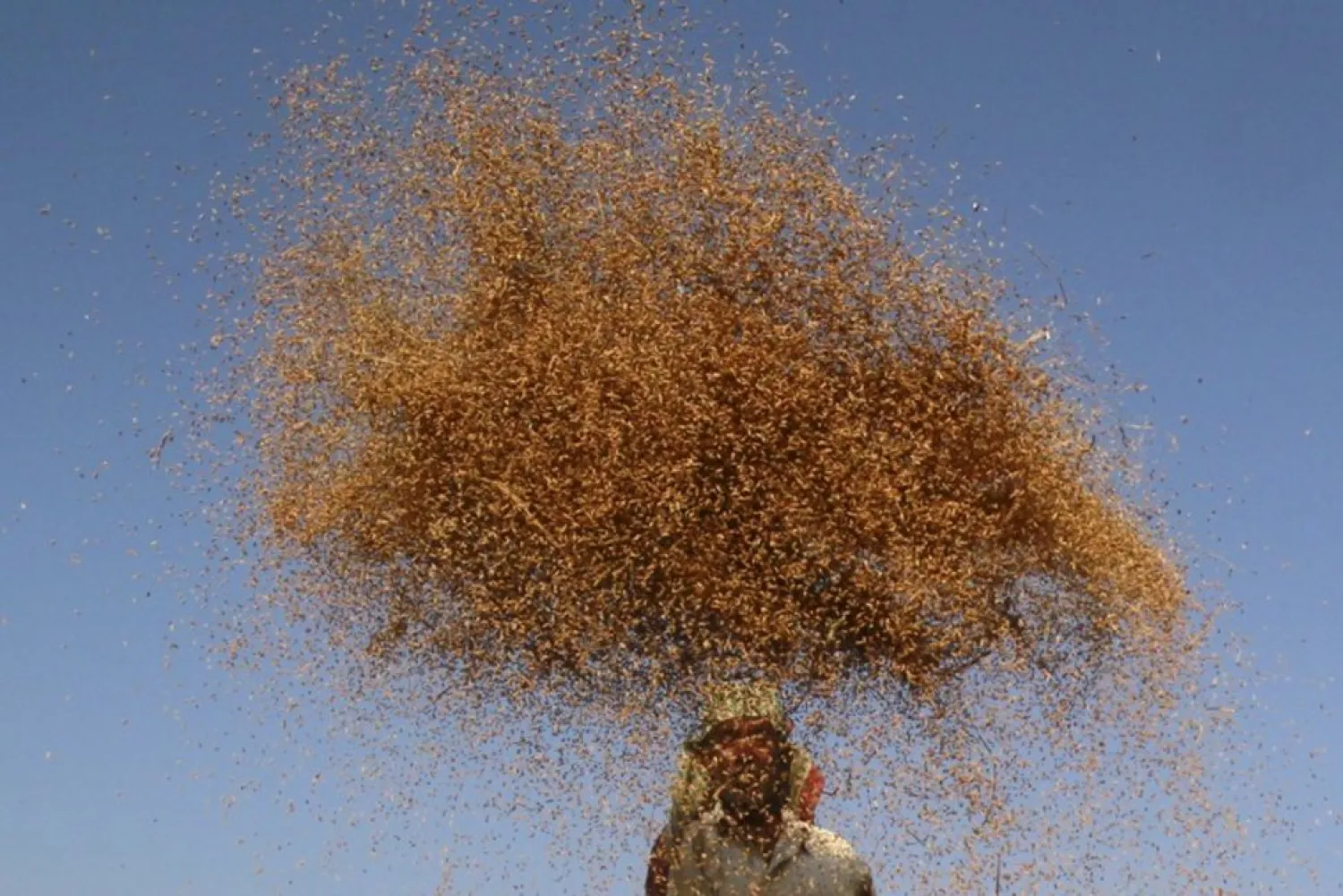 A farmer winnows paddy crops at a field on the outskirts of Agartala, India, November 12, 2015. REUTERS/Jayanta Dey/File Photo