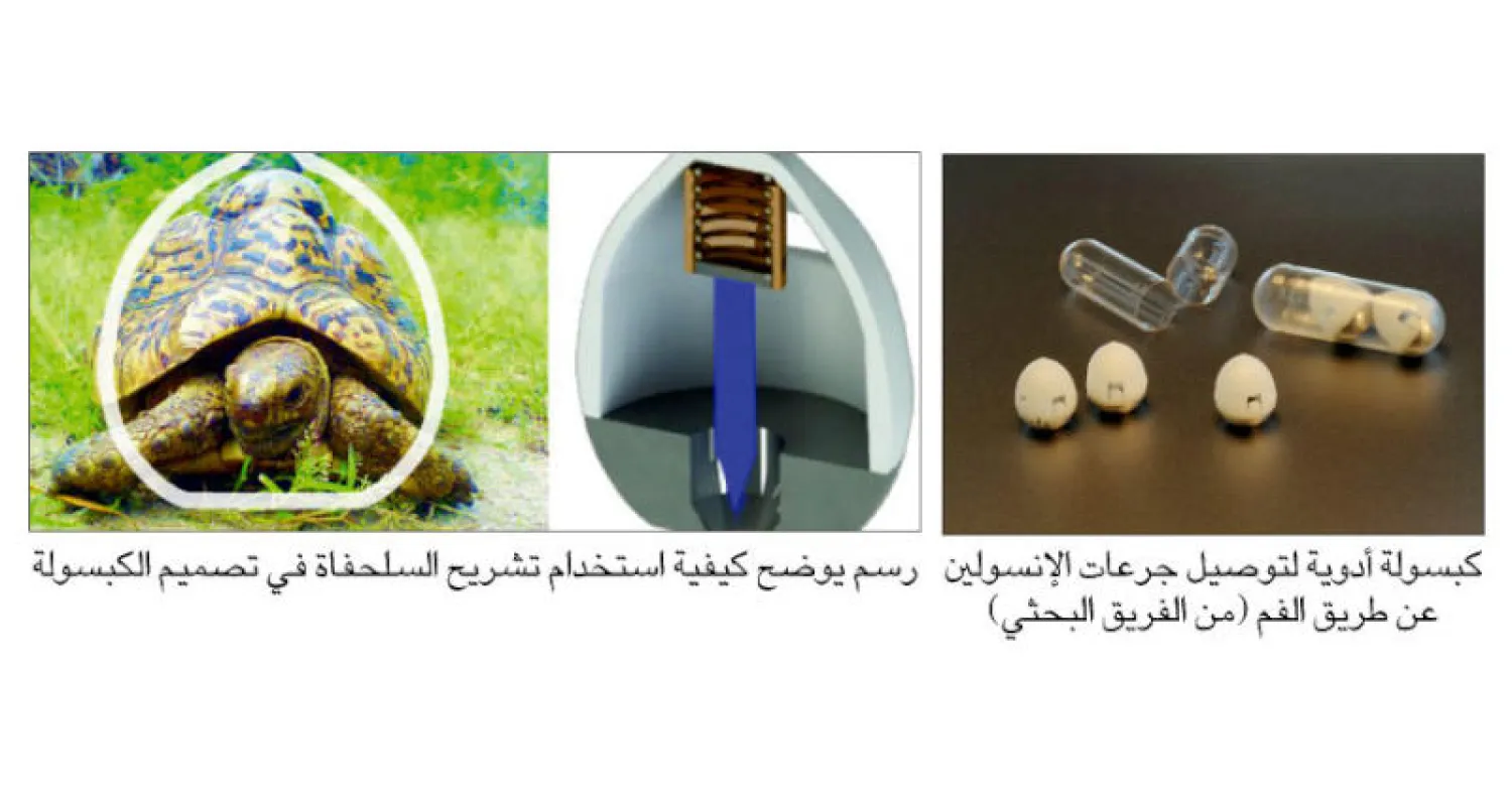 سلحفاة تُلهم الباحثين بابتكار تصميم كبسولة بديلة للإنسولين