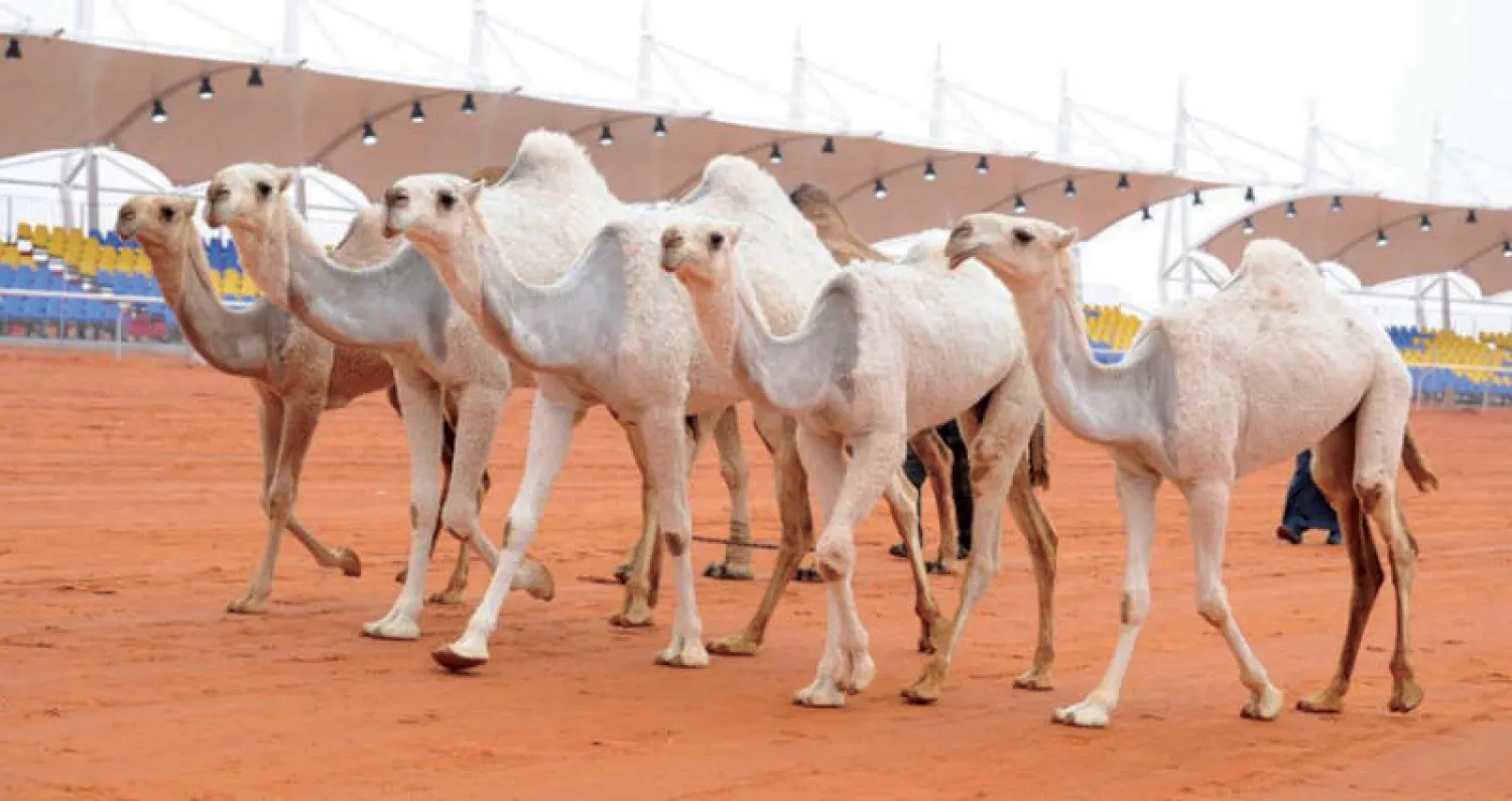 «نادي الإبل» وعد بالتصدي لتجاوزات بعض الملاك (الشرق الأوسط)