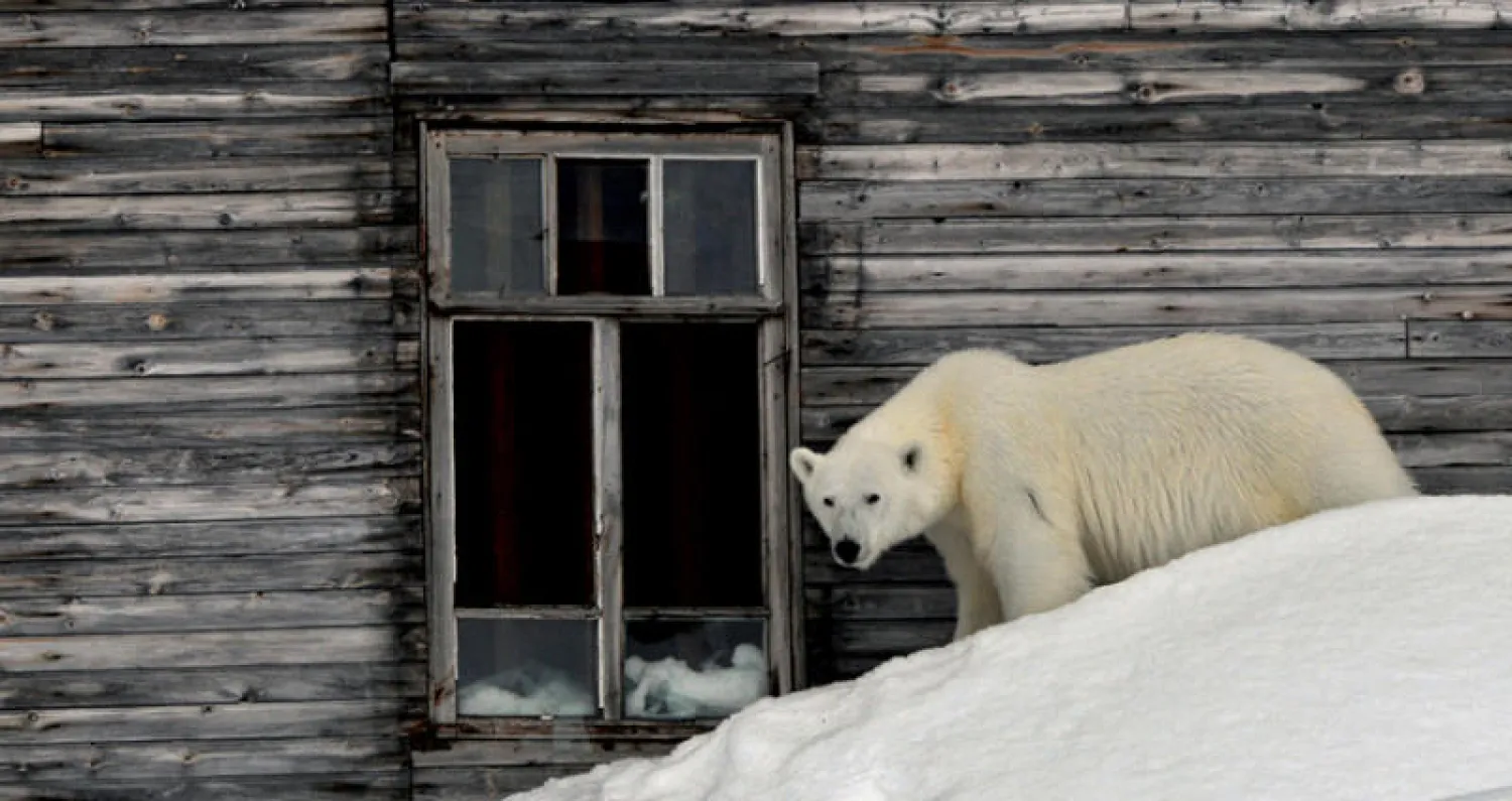 دب أبيض يجول في قرية شمال روسيا