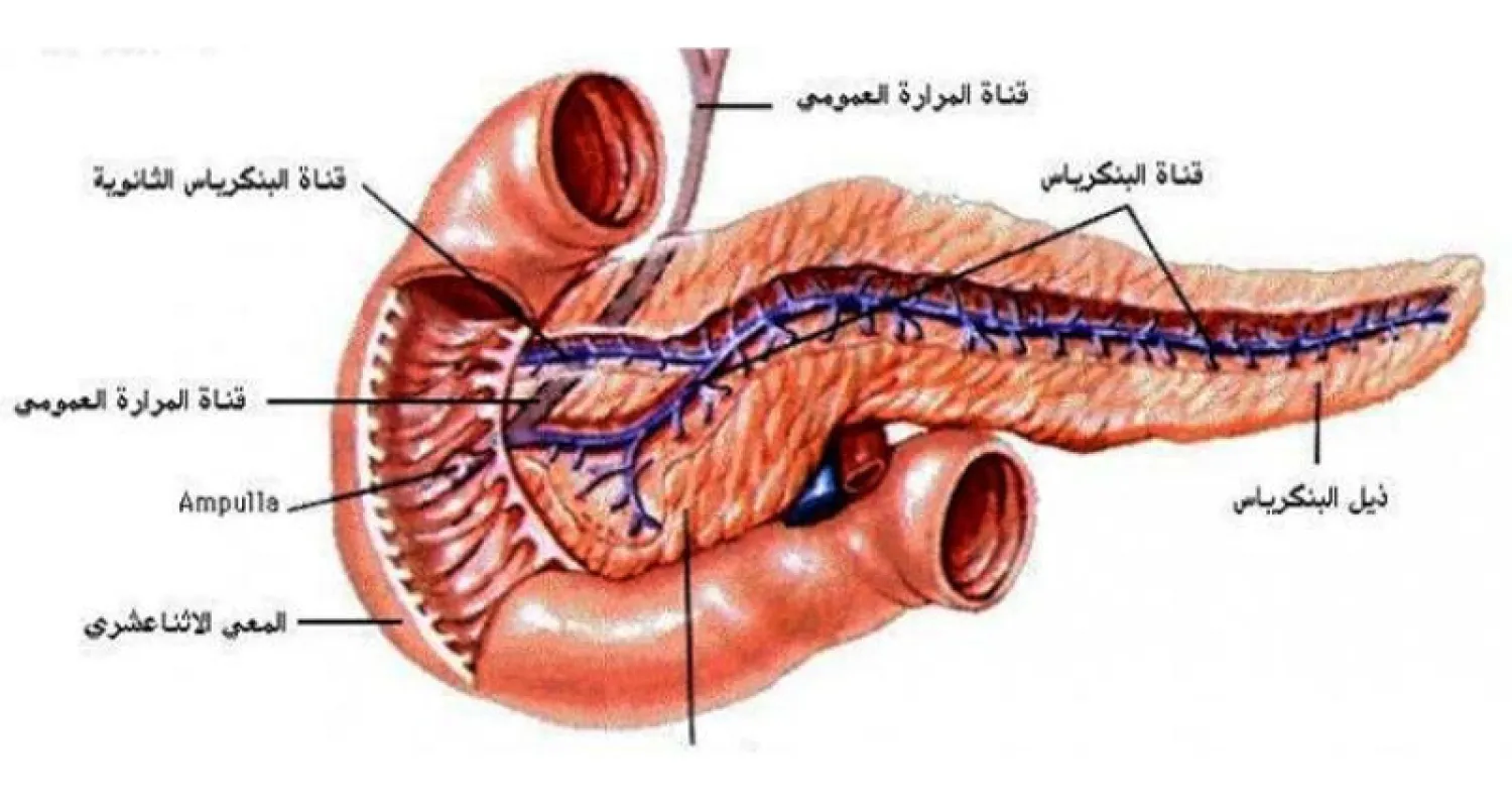 تغيير وظائف خلايا البنكرياس لعلاج السكري