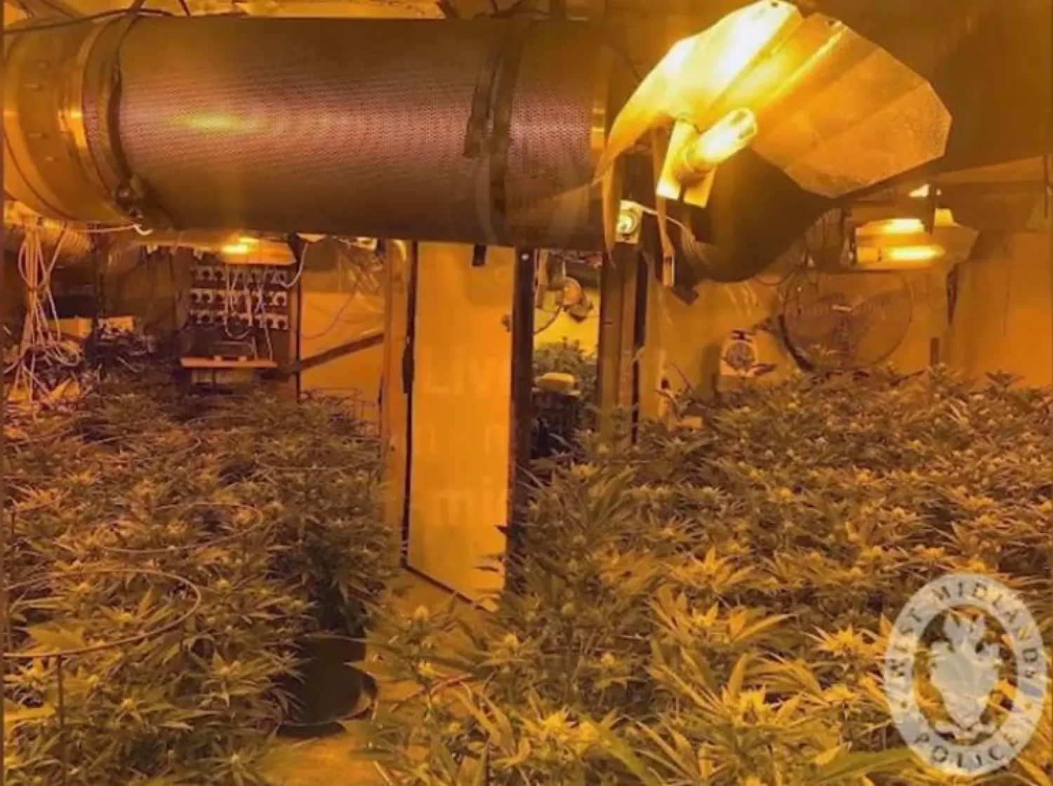 مصنع الحشيش المكتشف (إندبندنت)