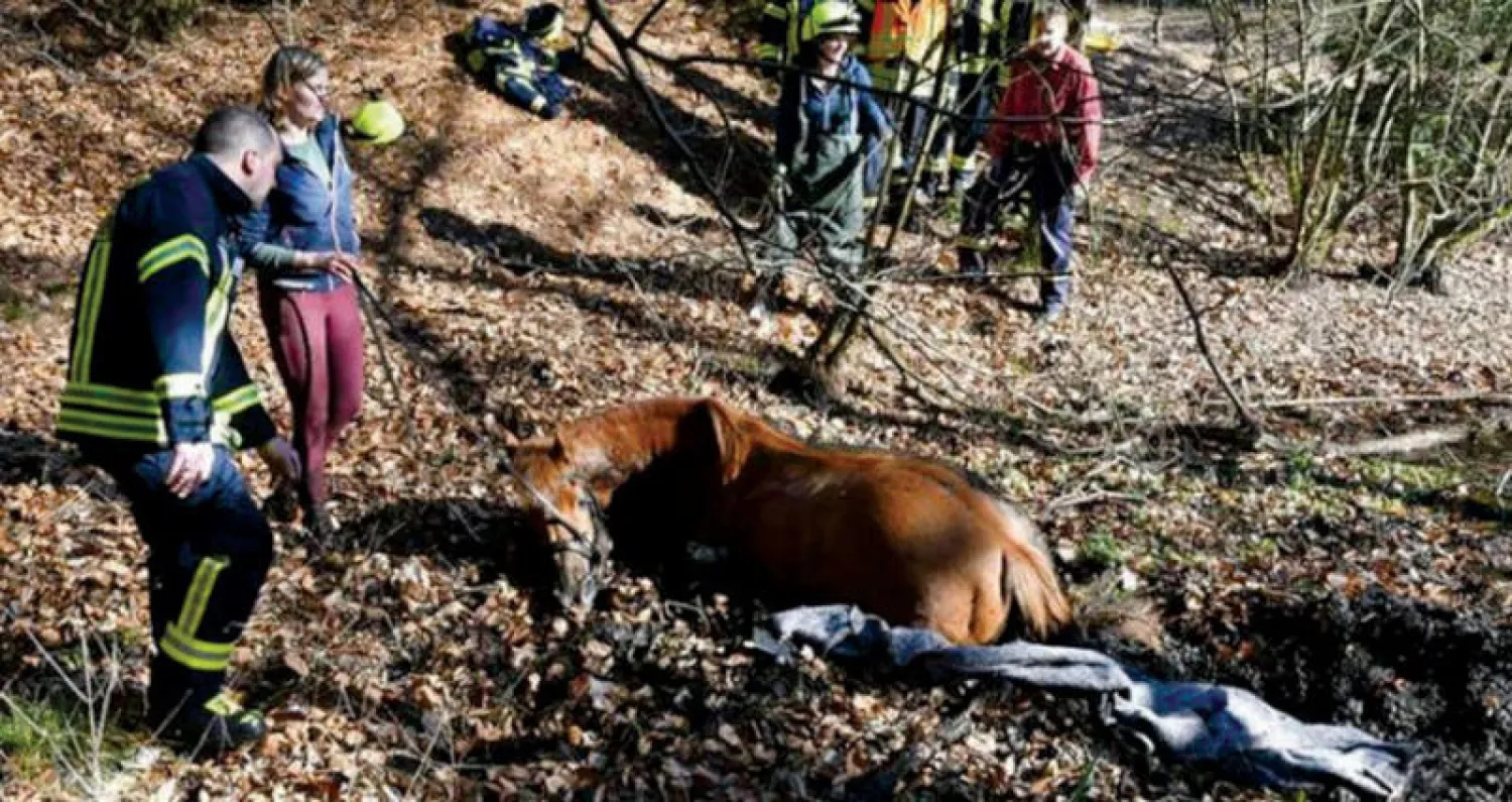 عملية إخراج الحصان من البركة