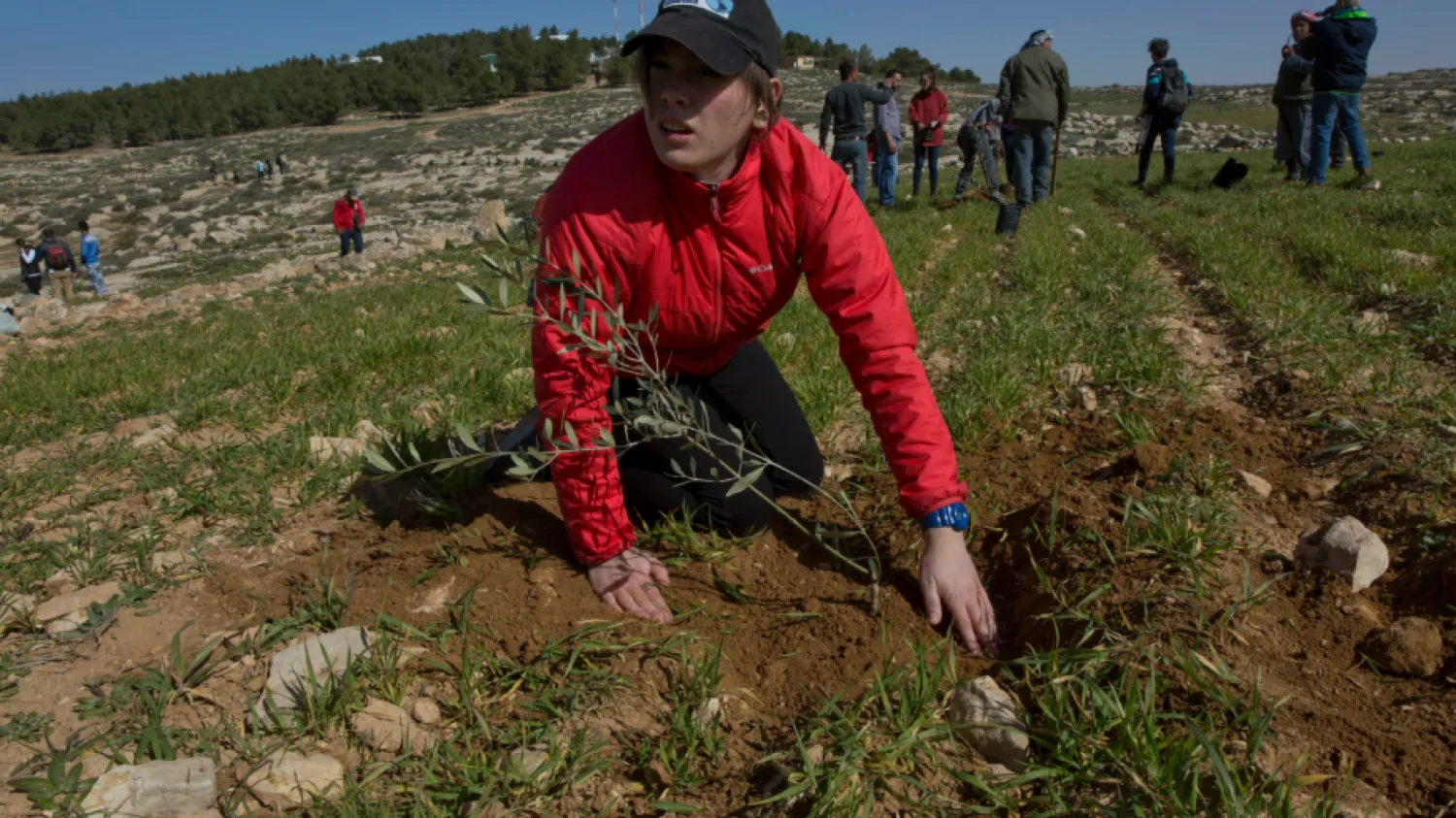 In this Friday, Jan. 25, 2019 photo, young American rabbinical students plant olive trees, on the land near the West Bank village of Attuwani, south of Hebron. (AP)