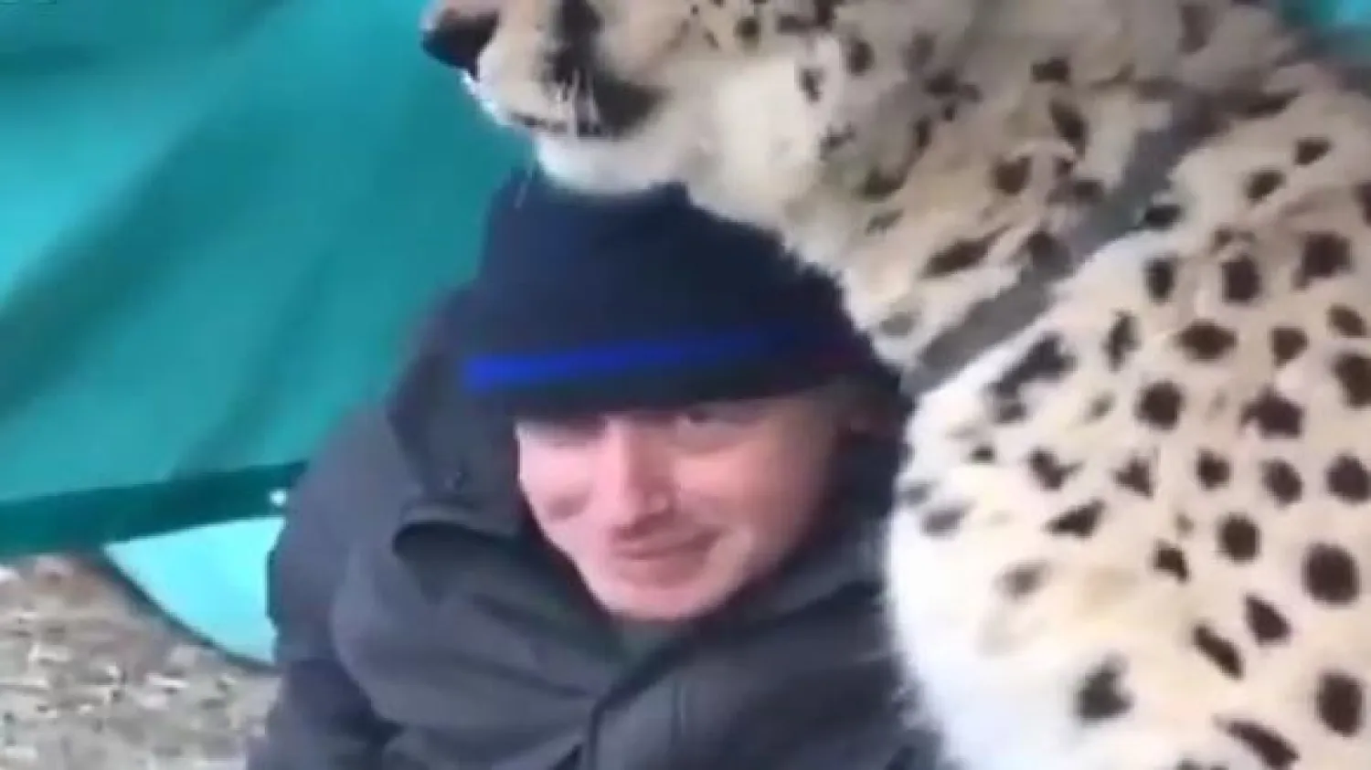 لقطة من الفيديو الذي نشره جونسون تظهره إلى جانب الفهد (تويتر)