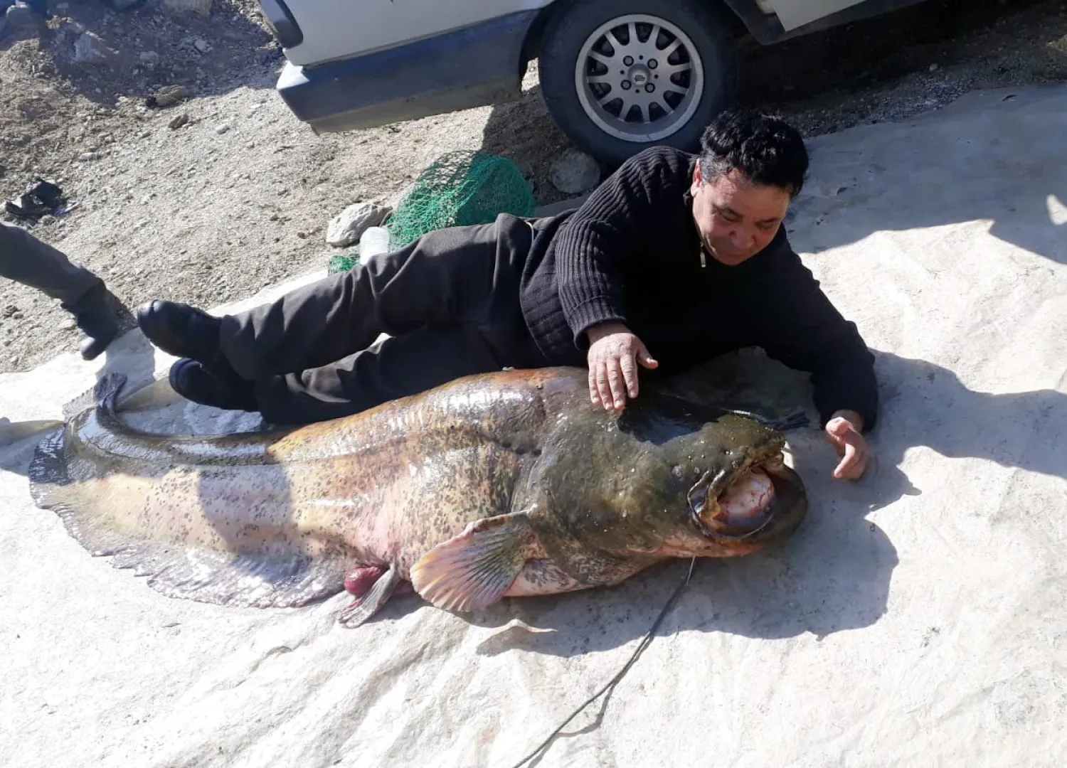 Manisa’da 100 kilogramlık yayın balığı yakalandı