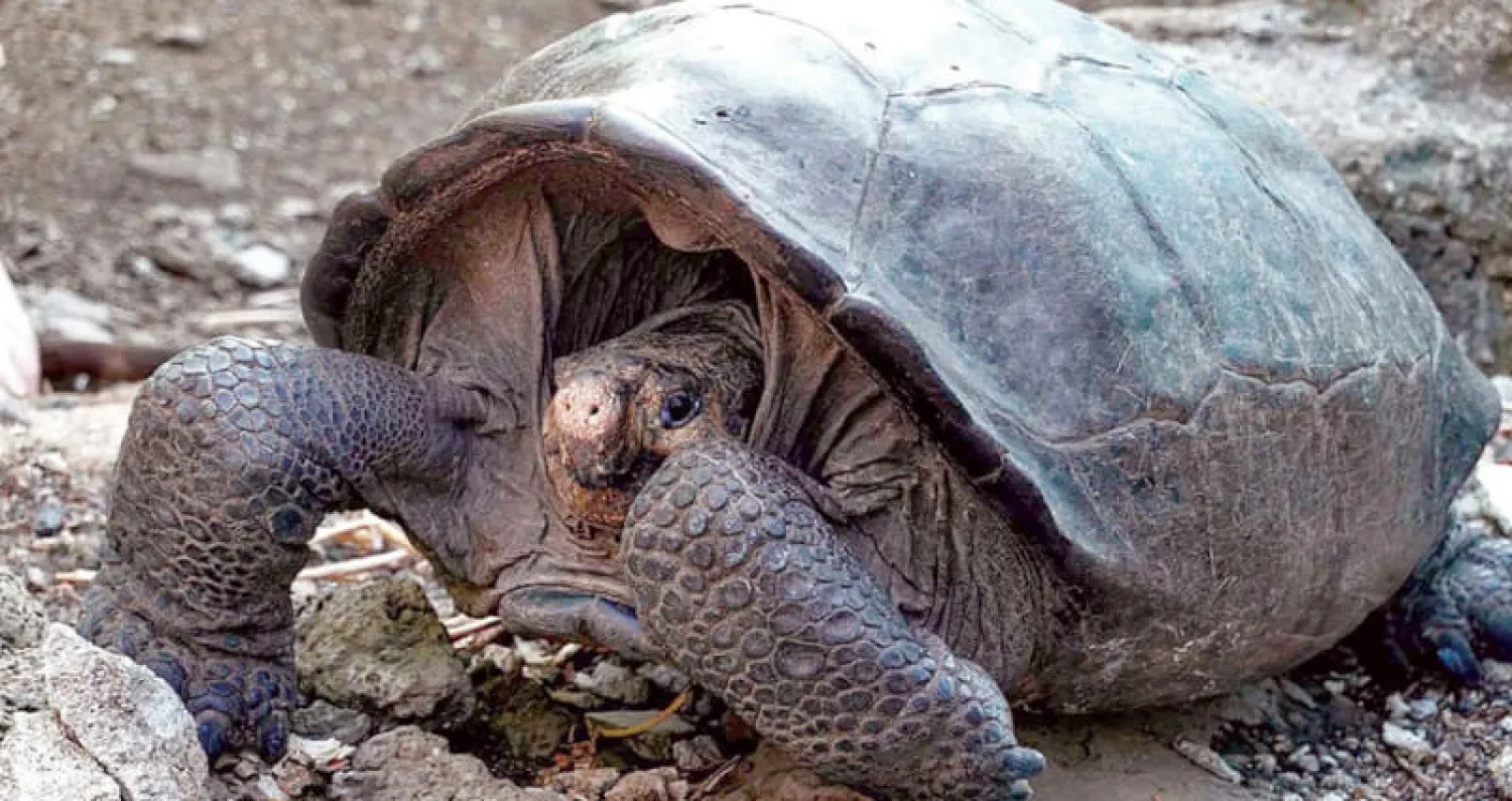 العثور في الإكوادور على سلحفاة عملاقة مفقودة منذ 100 عام