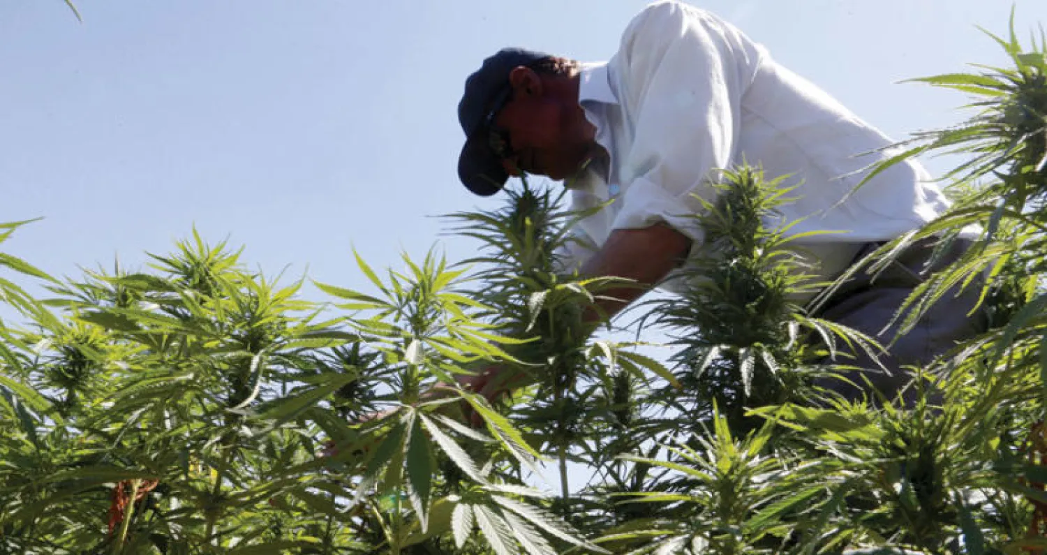 احد مزارعي الحشيشة في منطقة البقاع (رويترز)