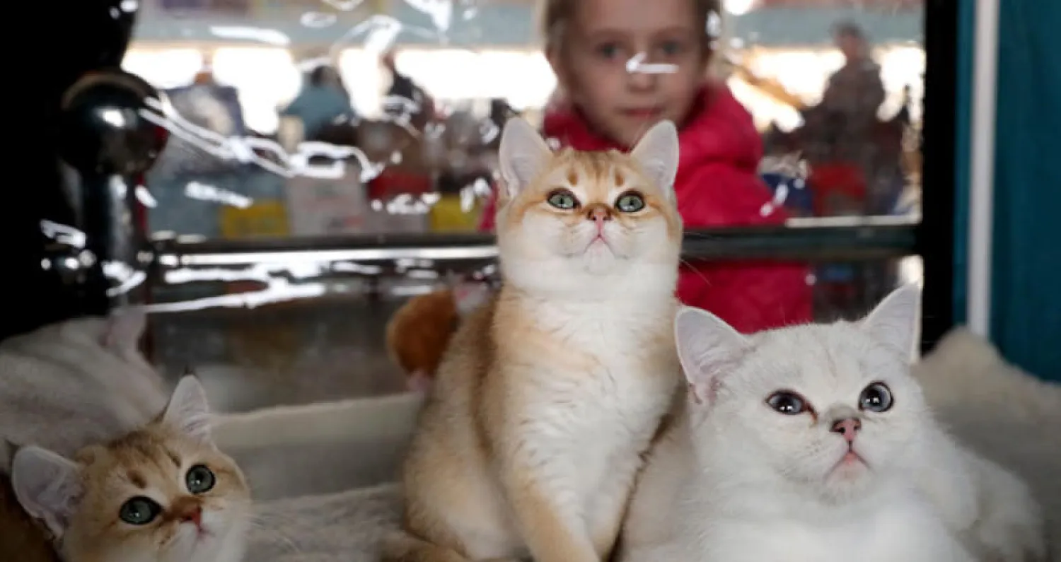 مهرجان القطط