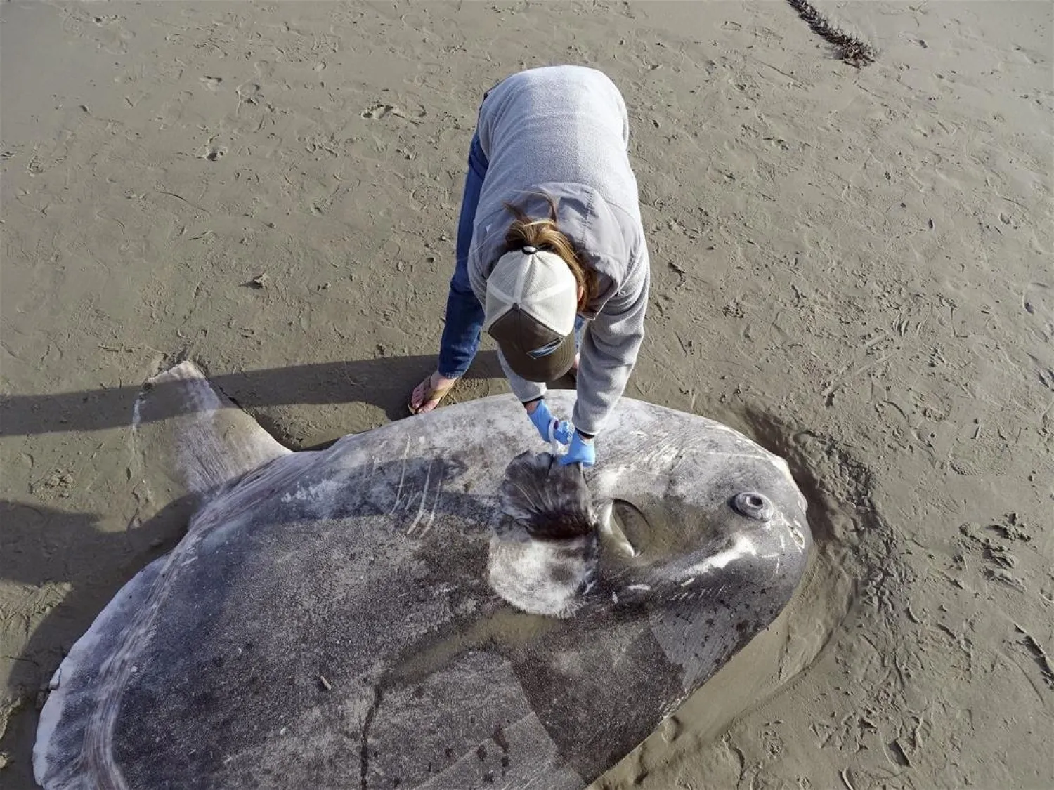 In this Feb. 21, 2019 photo, provided by UC Santa Barbara, Jessica Nielsen, a conservation specialist, examines a beached hoodwinker sunfish at at Coal Oil Point Reserve in Santa Barbara, Calif. (Thomas Turner, UC Santa Barbara via AP)