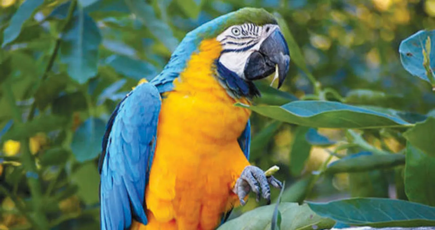 الببغاوات الصغيرة أدمنت المخدرات