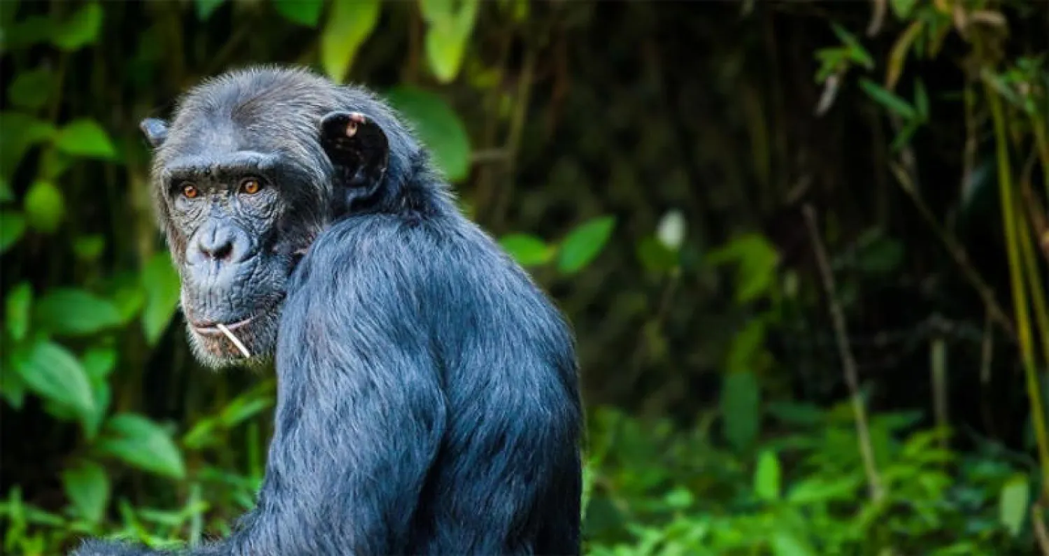 التأثير البشري يُفقد الشمبانزي تنوعه السلوكي