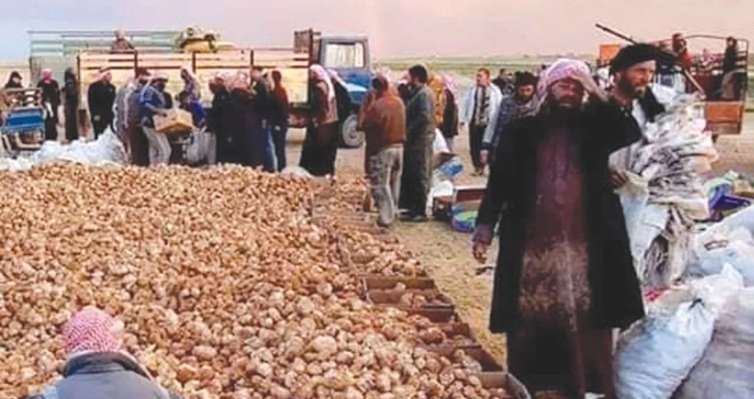 «الكمأة القاتلة»... الطبيعة تعزي السوريين بموسم استثنائي ومخلفات المعارك تقتل جامعيها