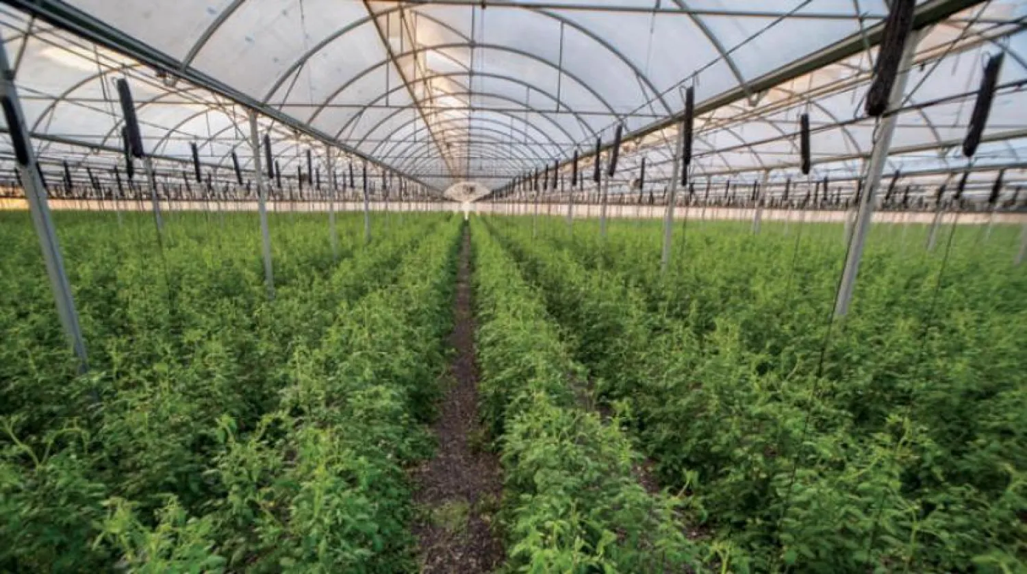 Technologies to limit water consumption in agriculture (Asharq al-Awsat)