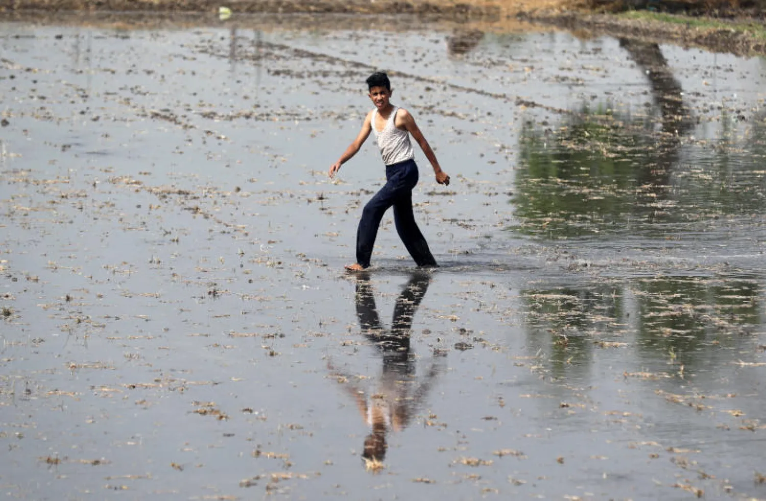 مزارع في مزرعة للأرز بمحافظة البحيرة المصرية (أرشيفية - رويترز)