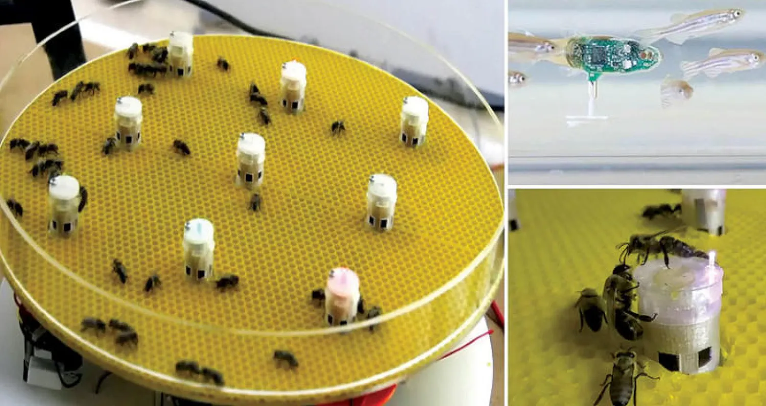 نادرا ما يلتقي النحل مع الأسماك في البيئة الطبيعية