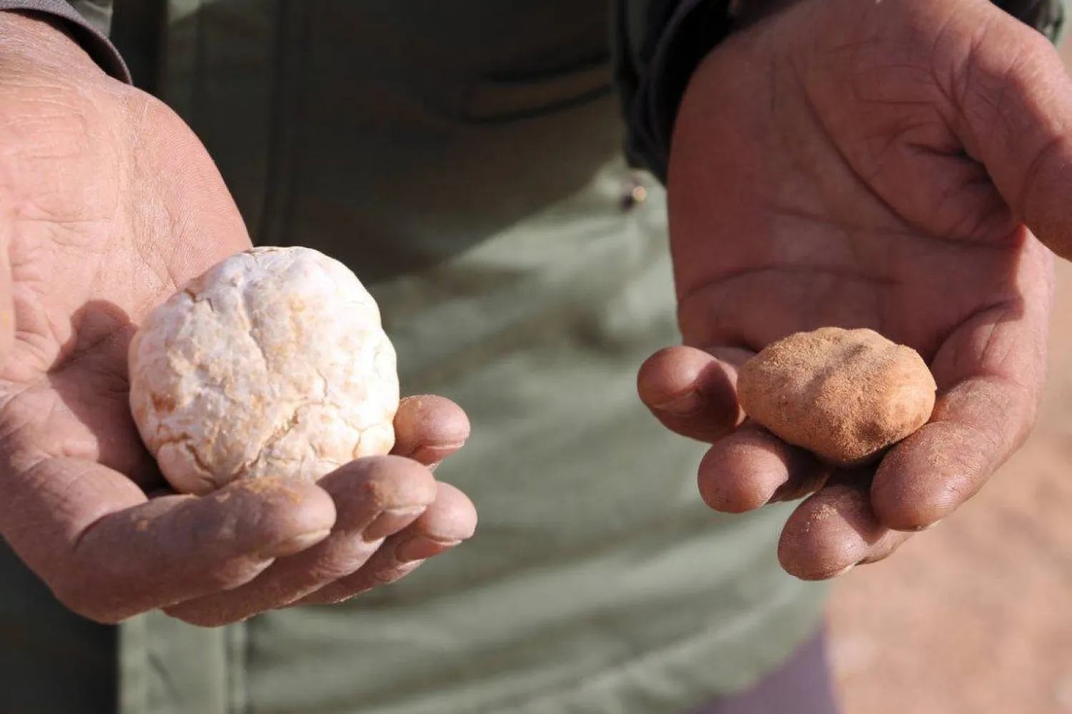 The Libyan white truffle is "of excellent quality" and "prized in Gulf countries", says truffle merchant Abdallah Miloud | AFP