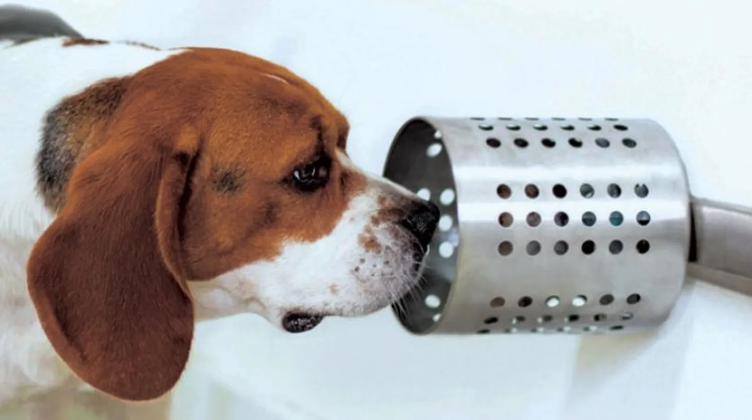 Koku alma duyusunu kullanan bir köpek