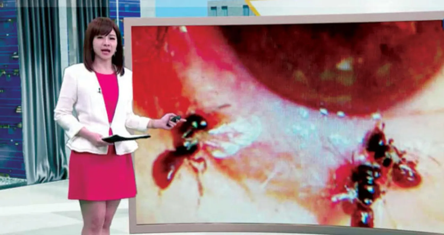 نحلات حية تعيش تحت الجفون