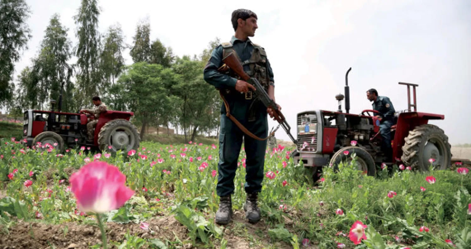 جندي أفغاني على أبهة الاستعداد أثناء قيامه بتدمير حقول الخشخاش في منطقة غانيخيل بمقاطعة نانغارهار أول من أمس... ووفقاً للتقارير زاد إنتاج الأفيون في أفغانستان بنسبة 87% في العامين الماضيين (إ.ب.أ)