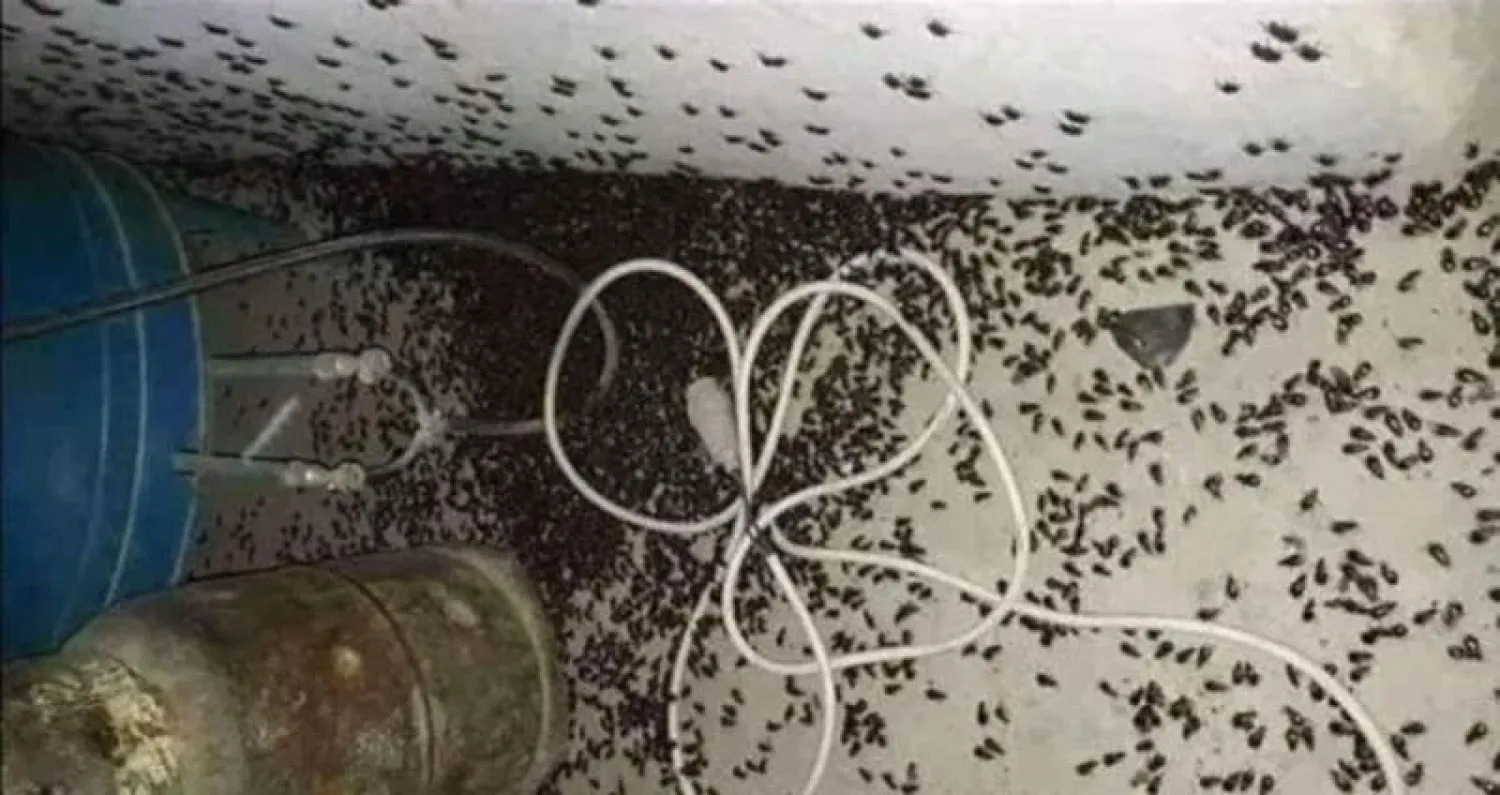 بعد أسراب فراشات «السيدة الملونة»... جحافل الخنافس تغزو أرياف سوريا