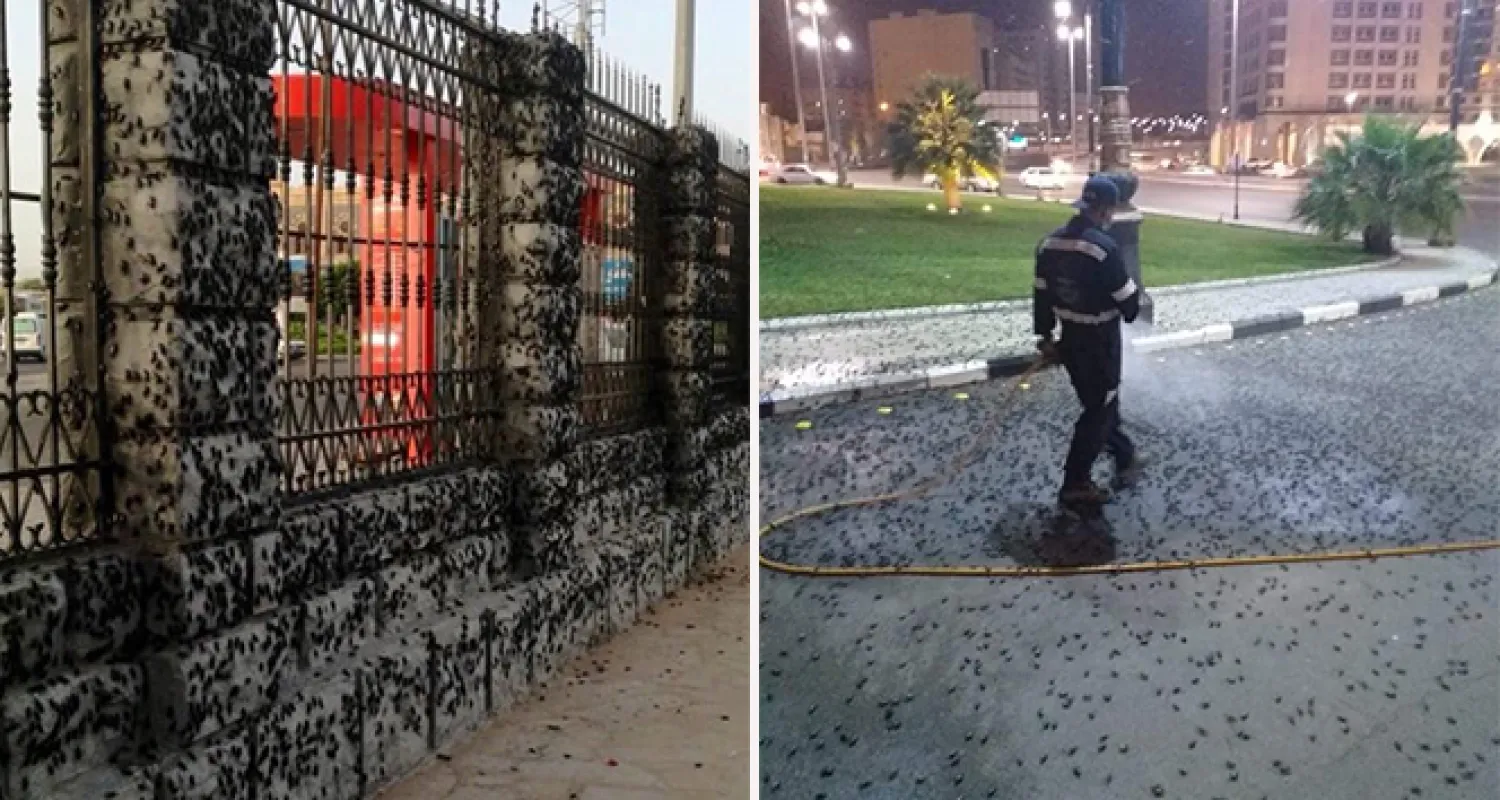 Medine'yi çekirgeler bastı