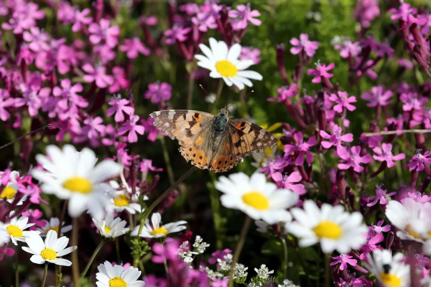 A painted lady butterfly sits on a flower in a field at the village of Mrouj, Lebanon April 13, 2019. (Reuters)