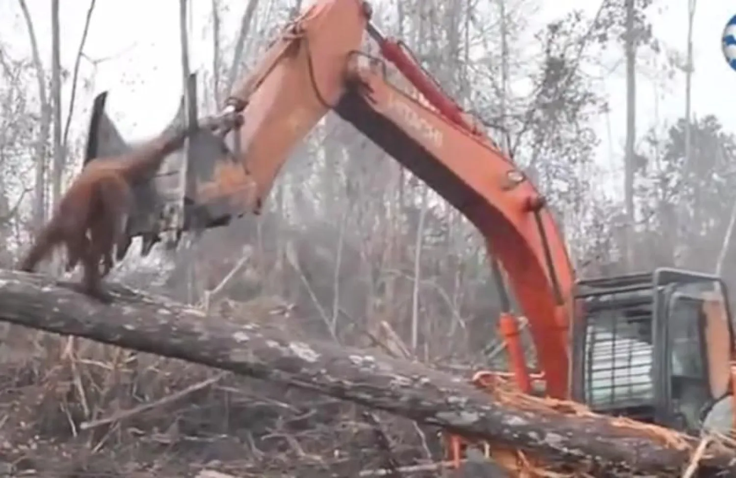 لقطة تظهر القرد وهو يحاول منع الجرافة من تدمير بيته (الصن)