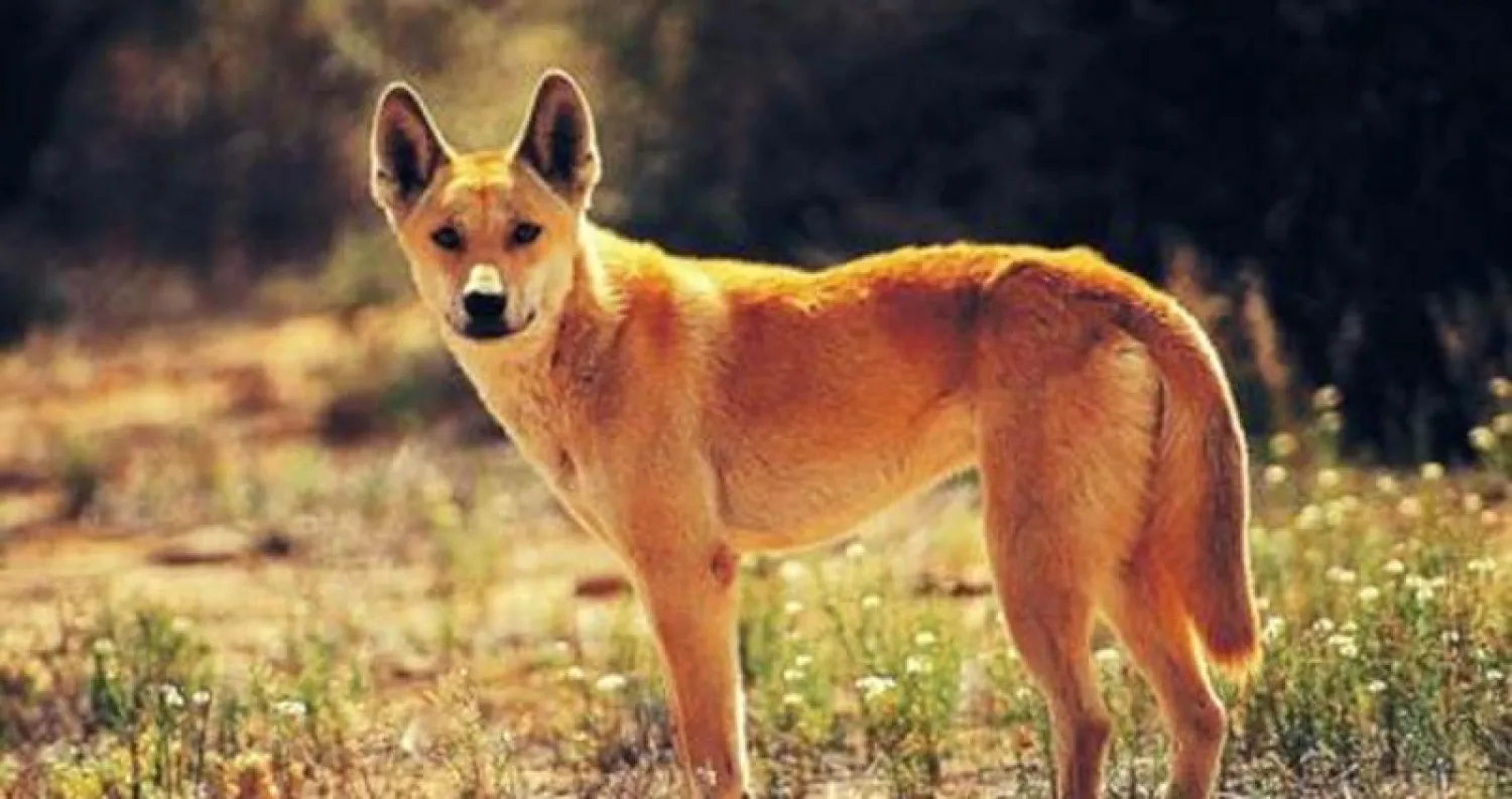 أب ينتزع صغيره من بين فكي كلب دينغو شرس في أستراليا