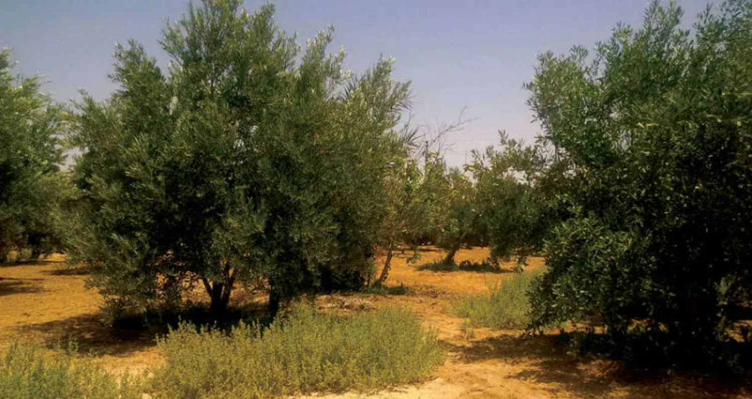 بستان زيتون مصري