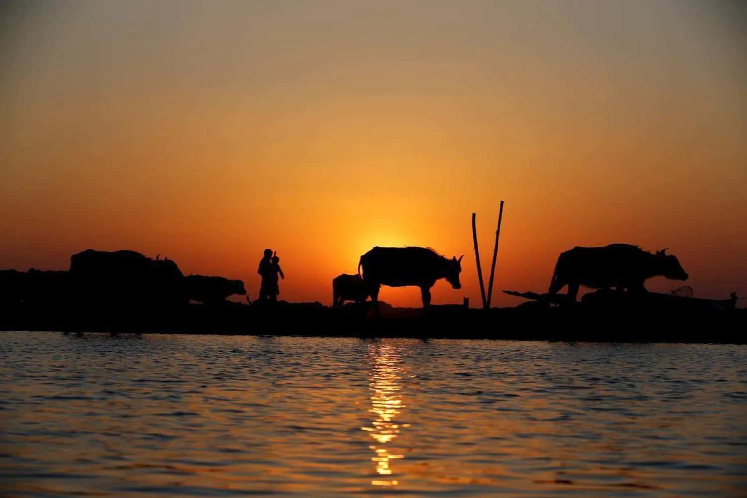A flock of buffaloes is seen during the sunset at the Chebayesh marsh in Dhi Qar province, Iraq, April 13, 2019. (Reuters)
