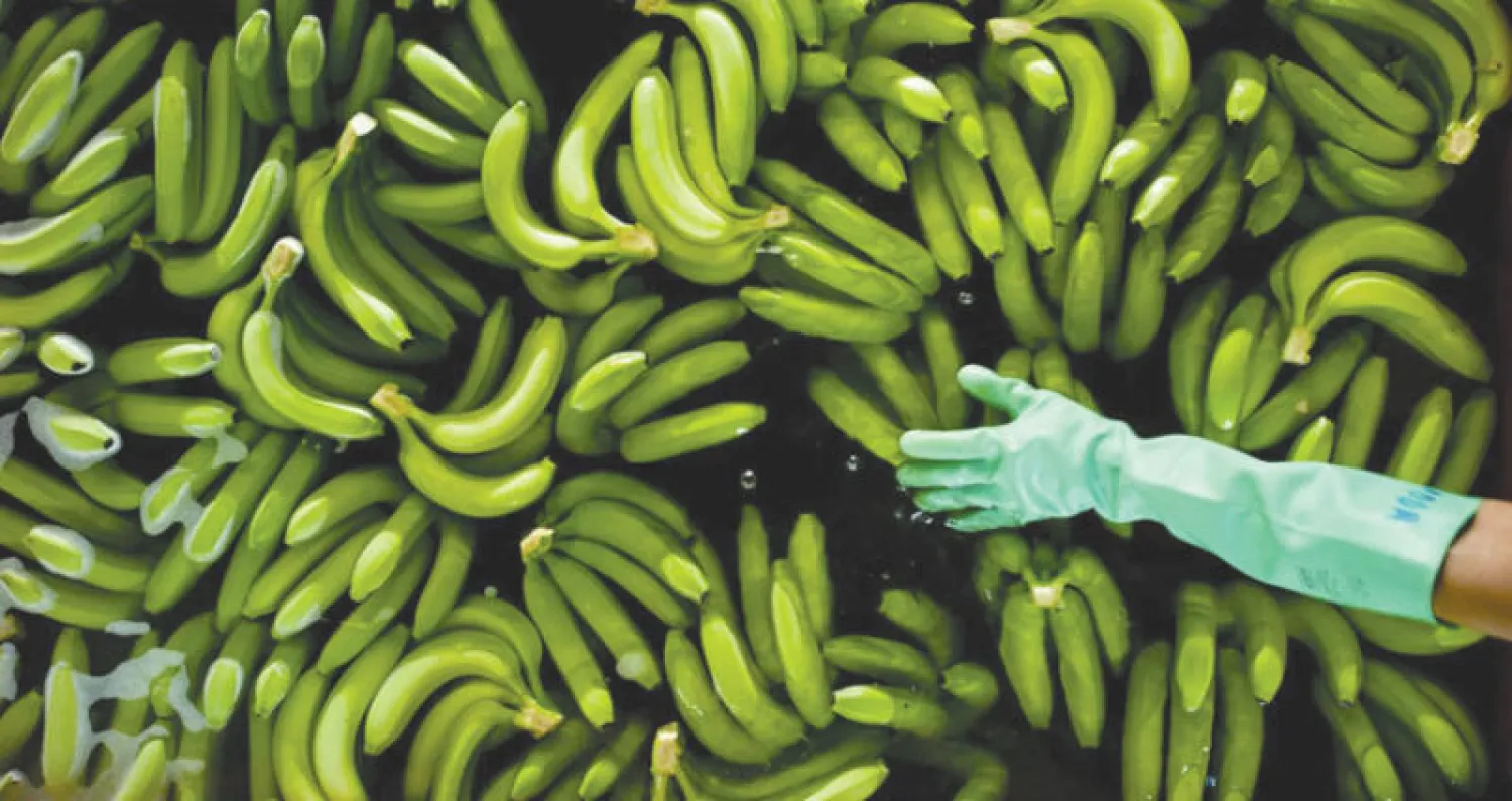 مرض «سيجاتوكا الأسود» يدمر 80 % من محصول الموز (المصدر: د. دانييل بيبير)