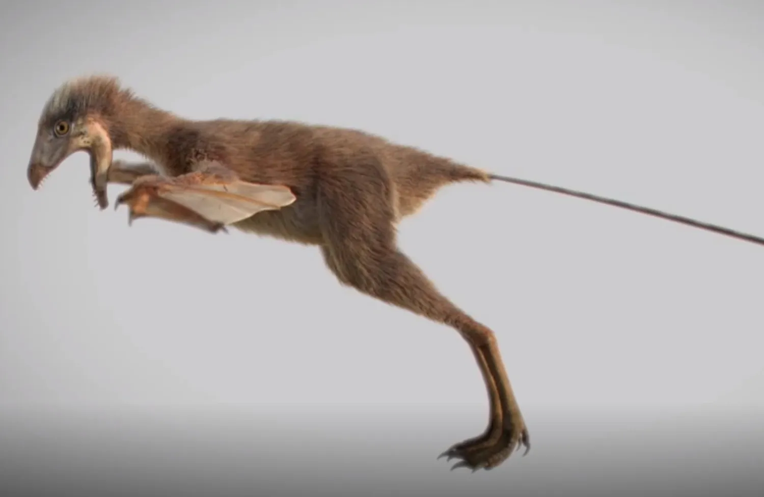 Çin’de yarasa kanatlı yeni bir minik dinozor türü keşfedildi
