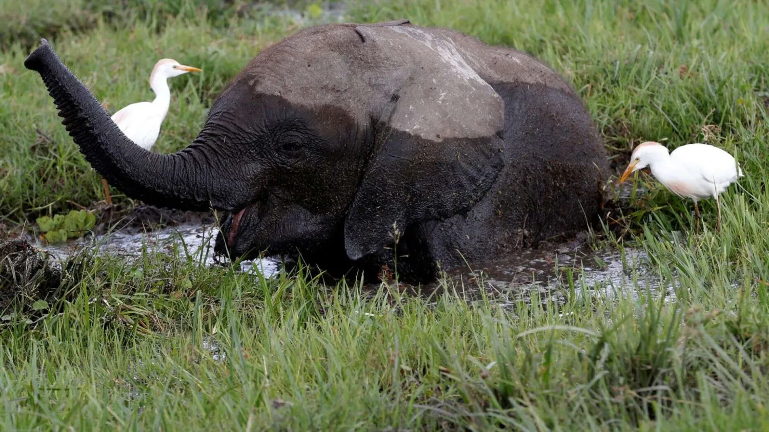A baby elephant in a swamp. (REUTERS/Goran Tomasevic, File)