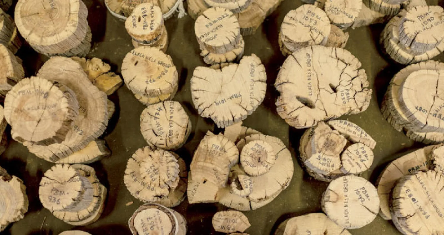 نماذج لأشجار متنوعة في مختبر جامعة أريزونا الأميركية